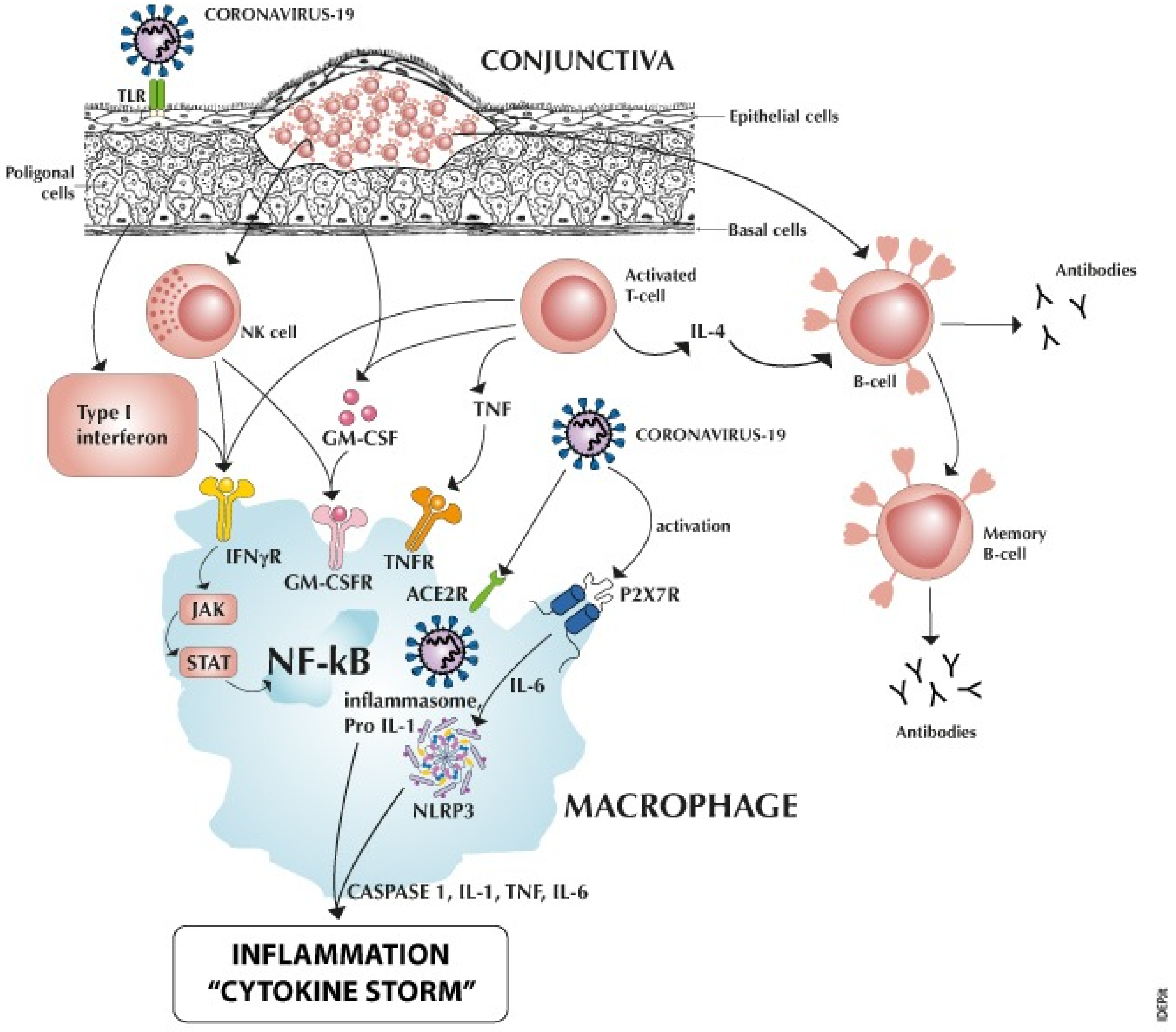 Ocular Immunology and Inflammation: Vol 31, No 6