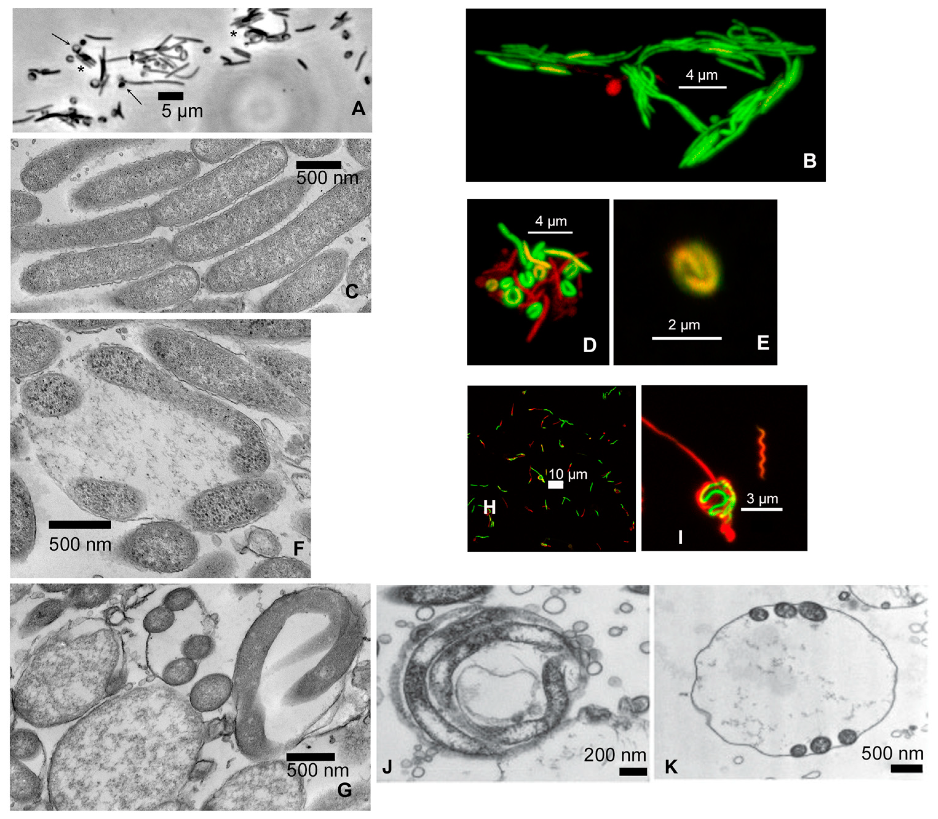 Microorganisms 11 02200 g001