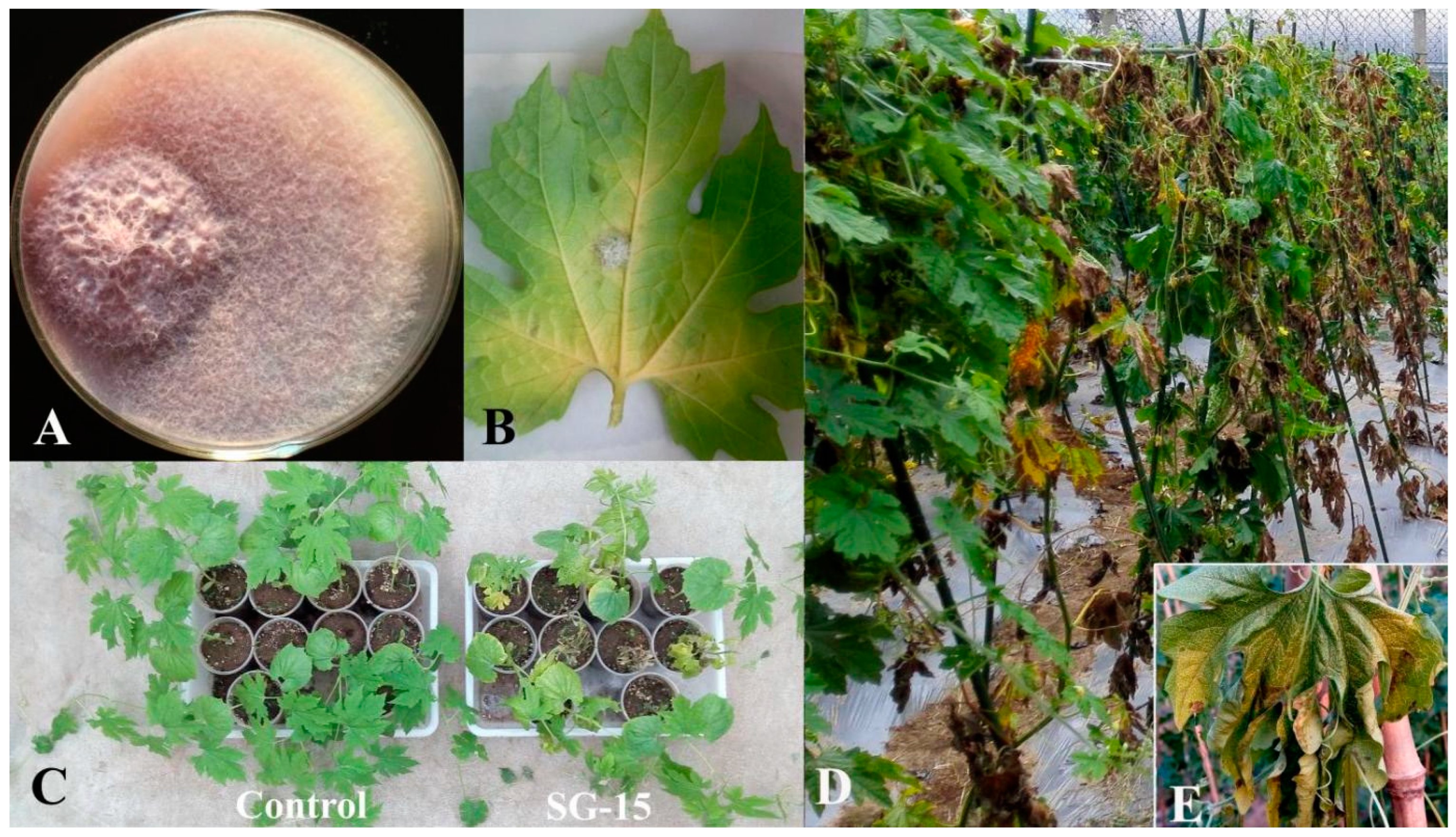Microorganisms 11 02207 g001 Microorganisms 11 02207 g001