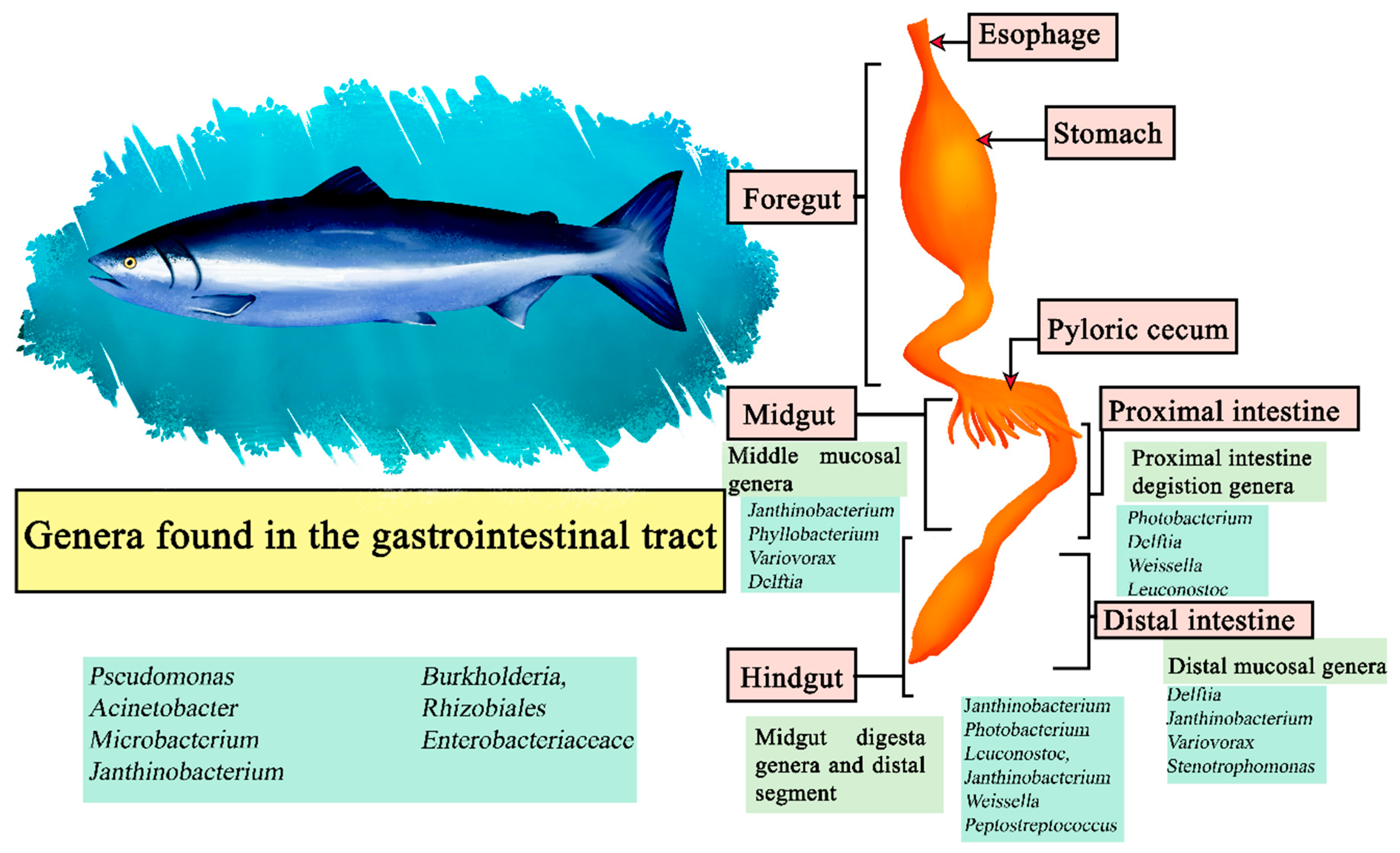 Microorganisms 11 02219 g006