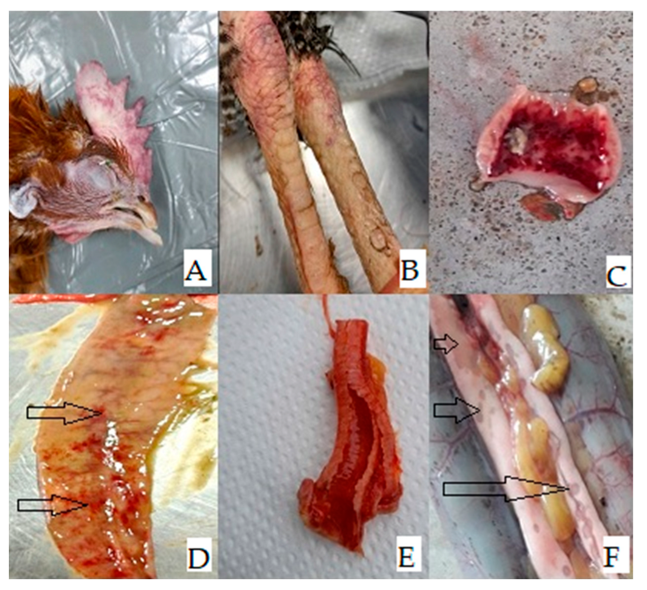 Microorganisms 11 02226 g002