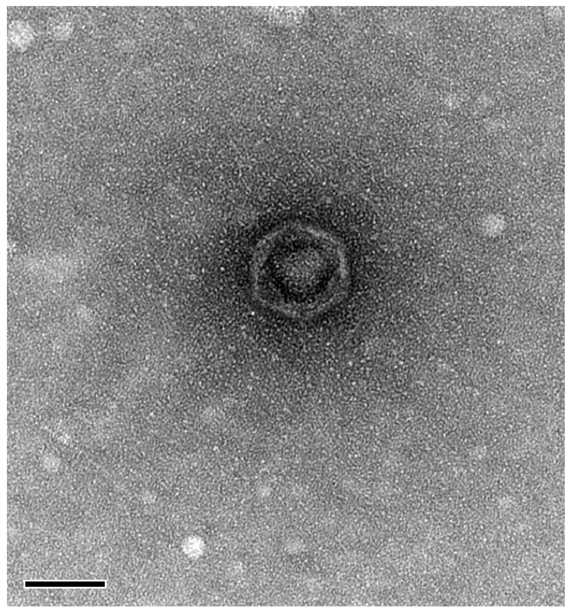 Microorganisms 11 02237 g003