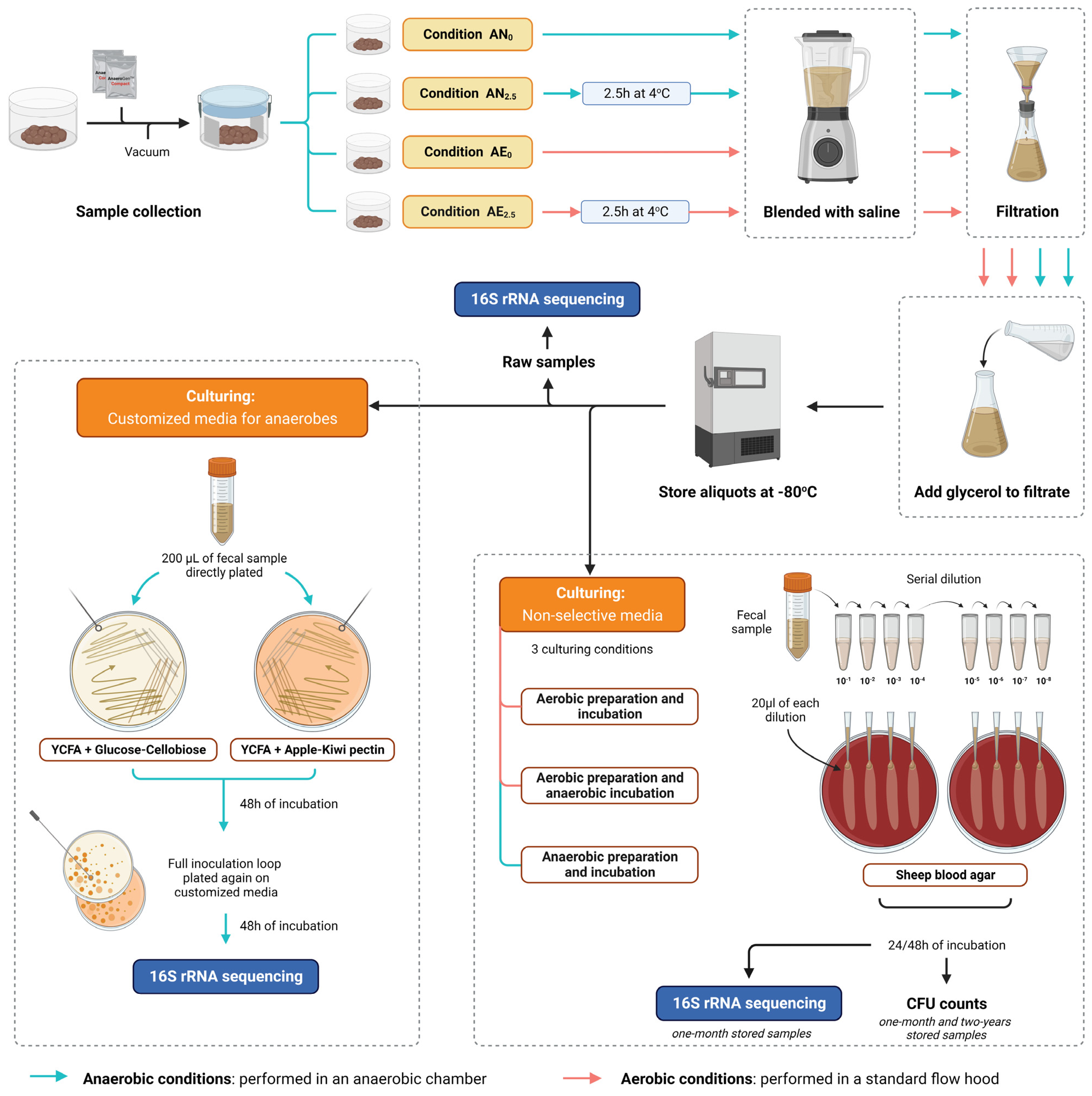 Microorganisms 11 02238 g001