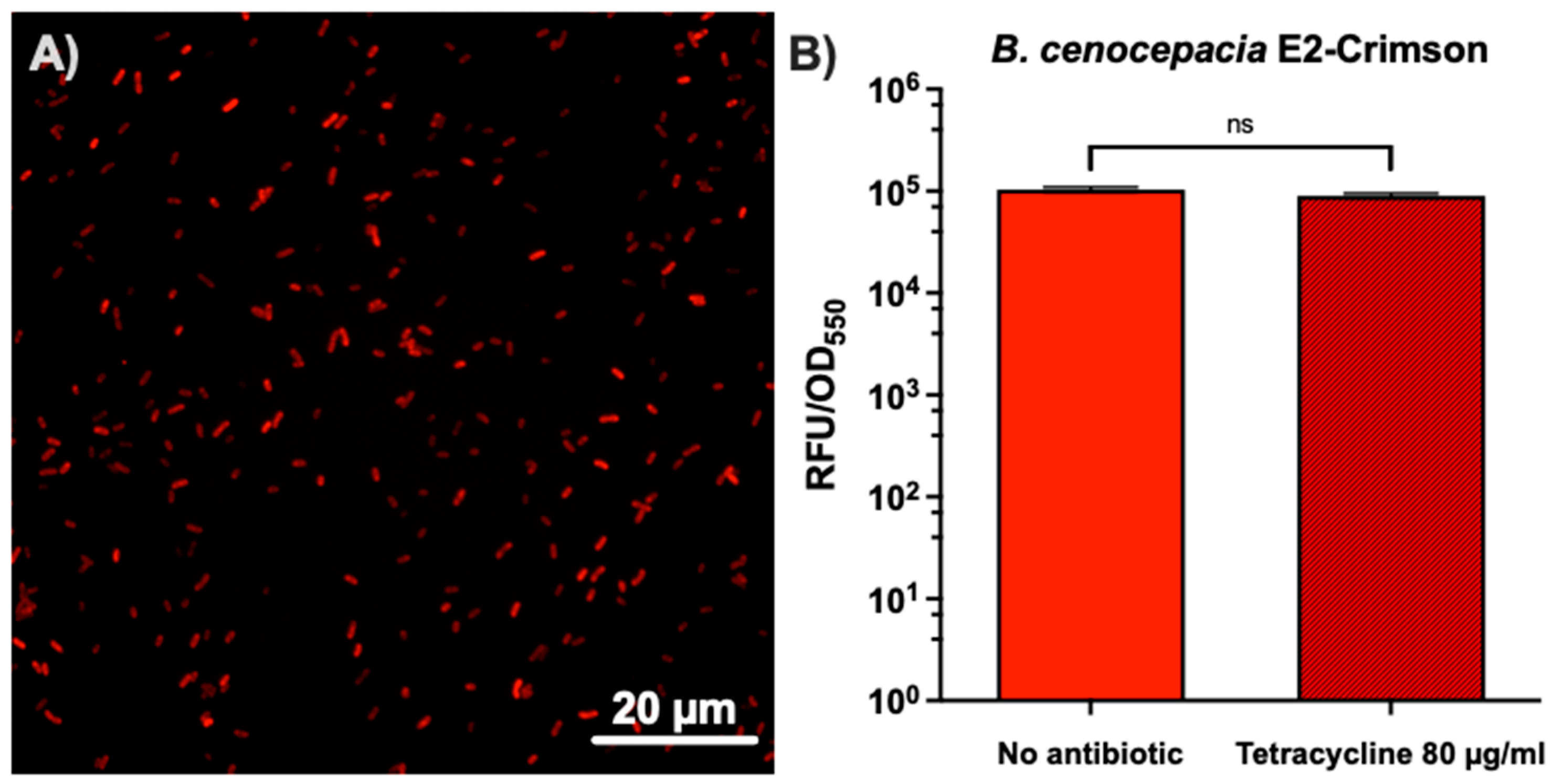 Free FullText A HighThroughput Microtiter Plate