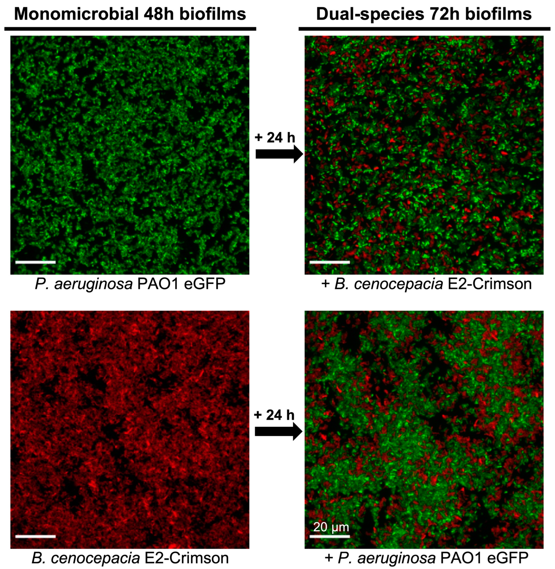 Microorganisms 11 02244 g004