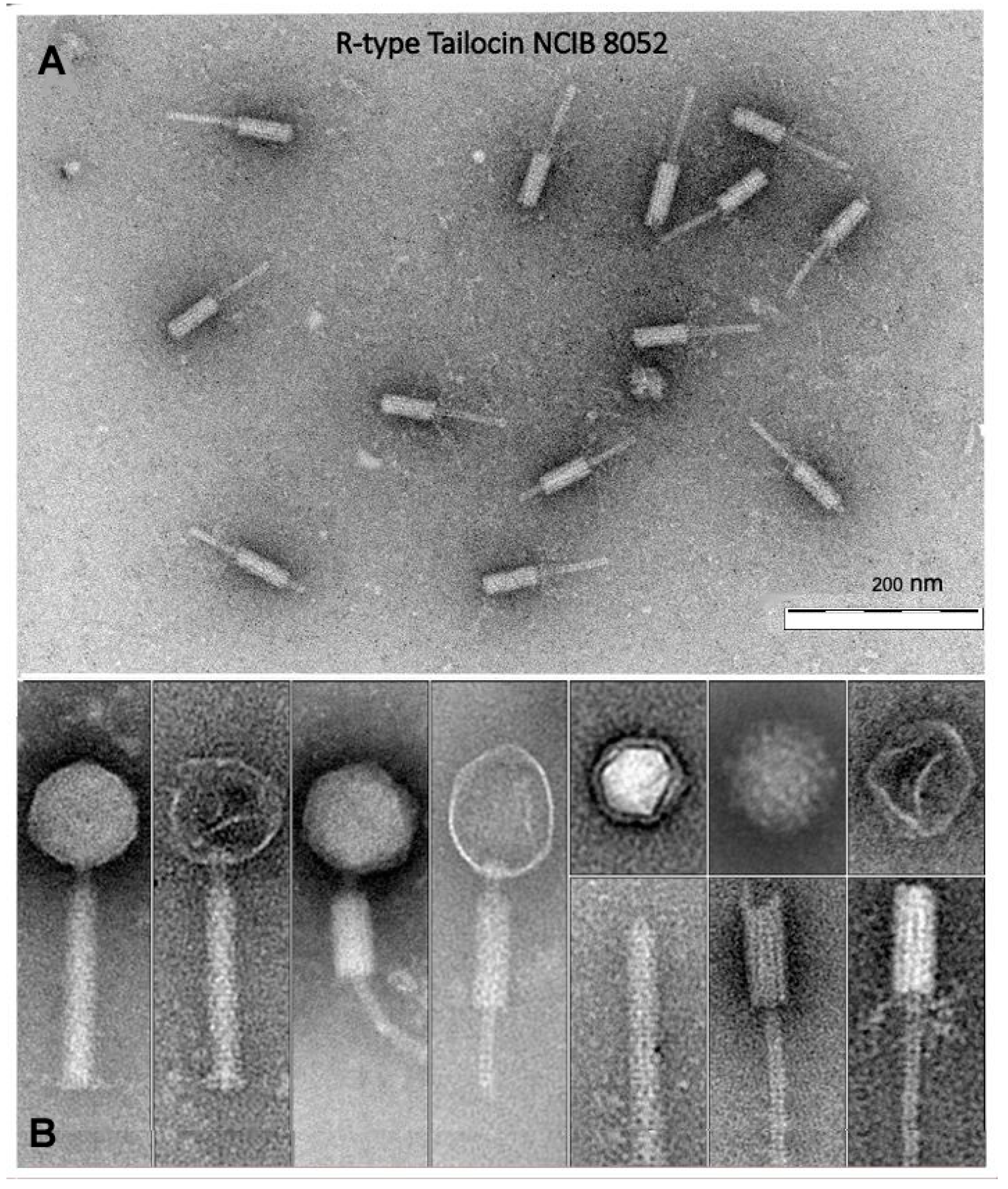 Microorganisms 11 02253 g008
