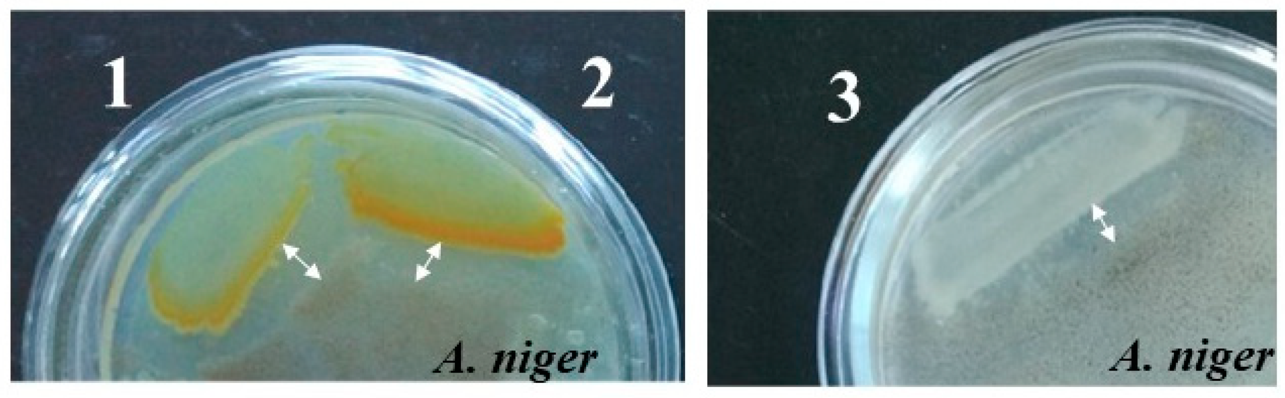 Microorganisms 11 02255 g005 Microorganisms 11 02255 g005