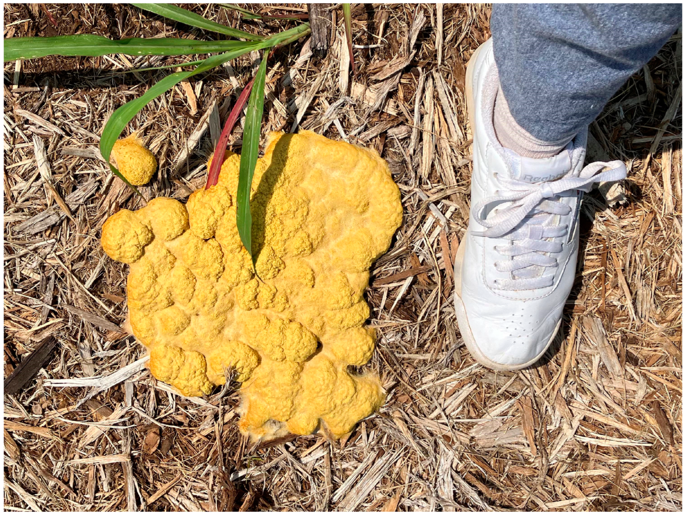 Microorganisms 11 02283 g001