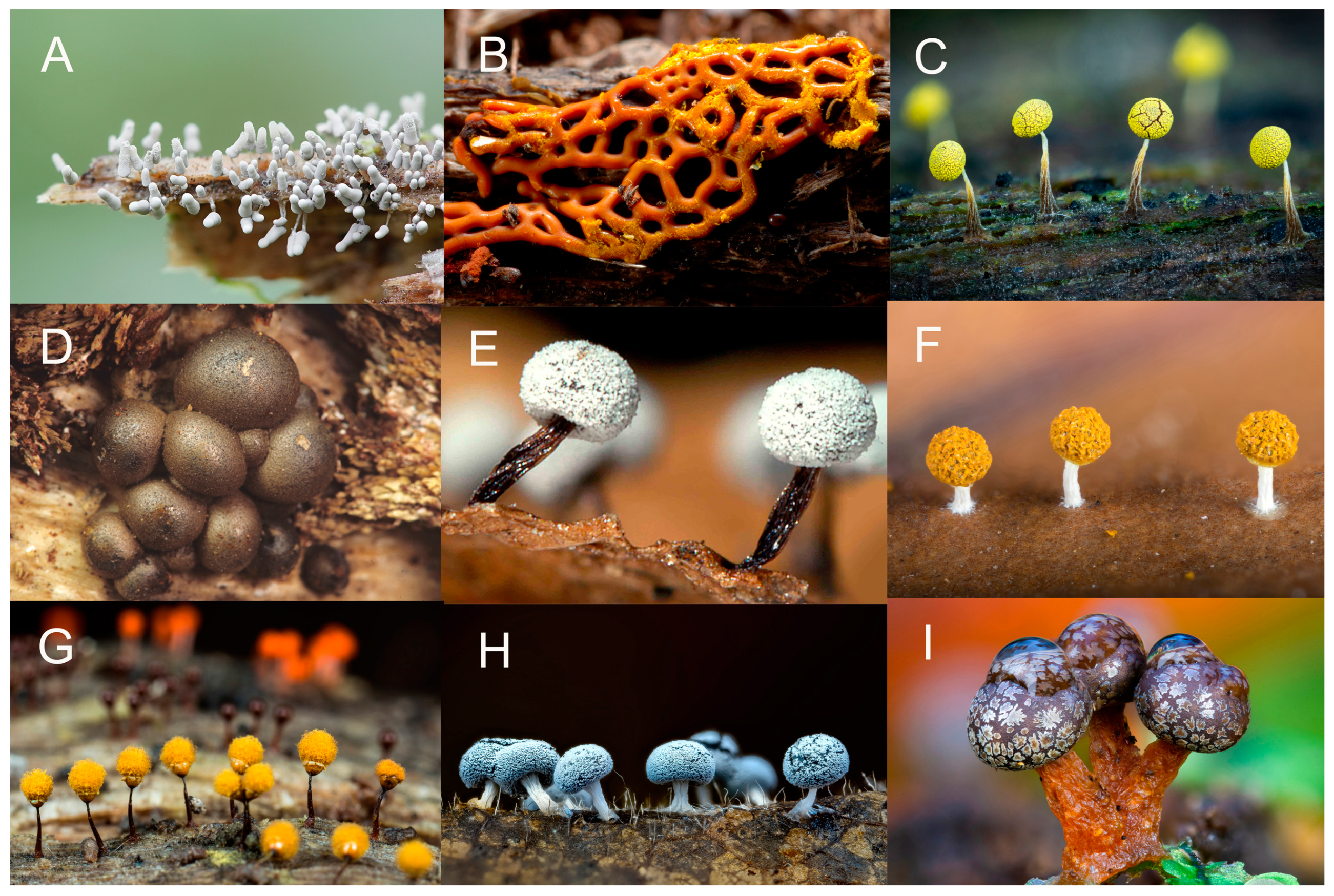 Microorganisms 11 02283 g006