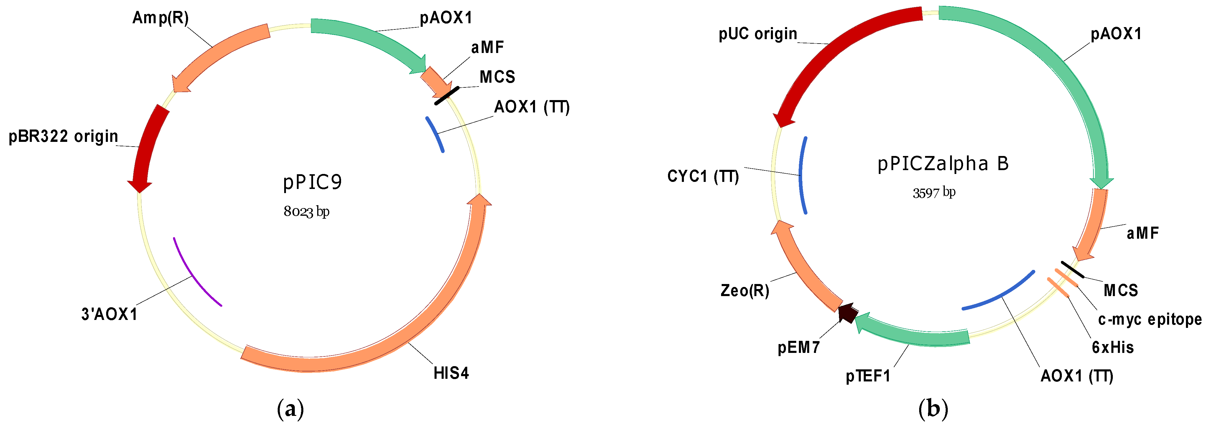 Microorganisms 11 02297 g001