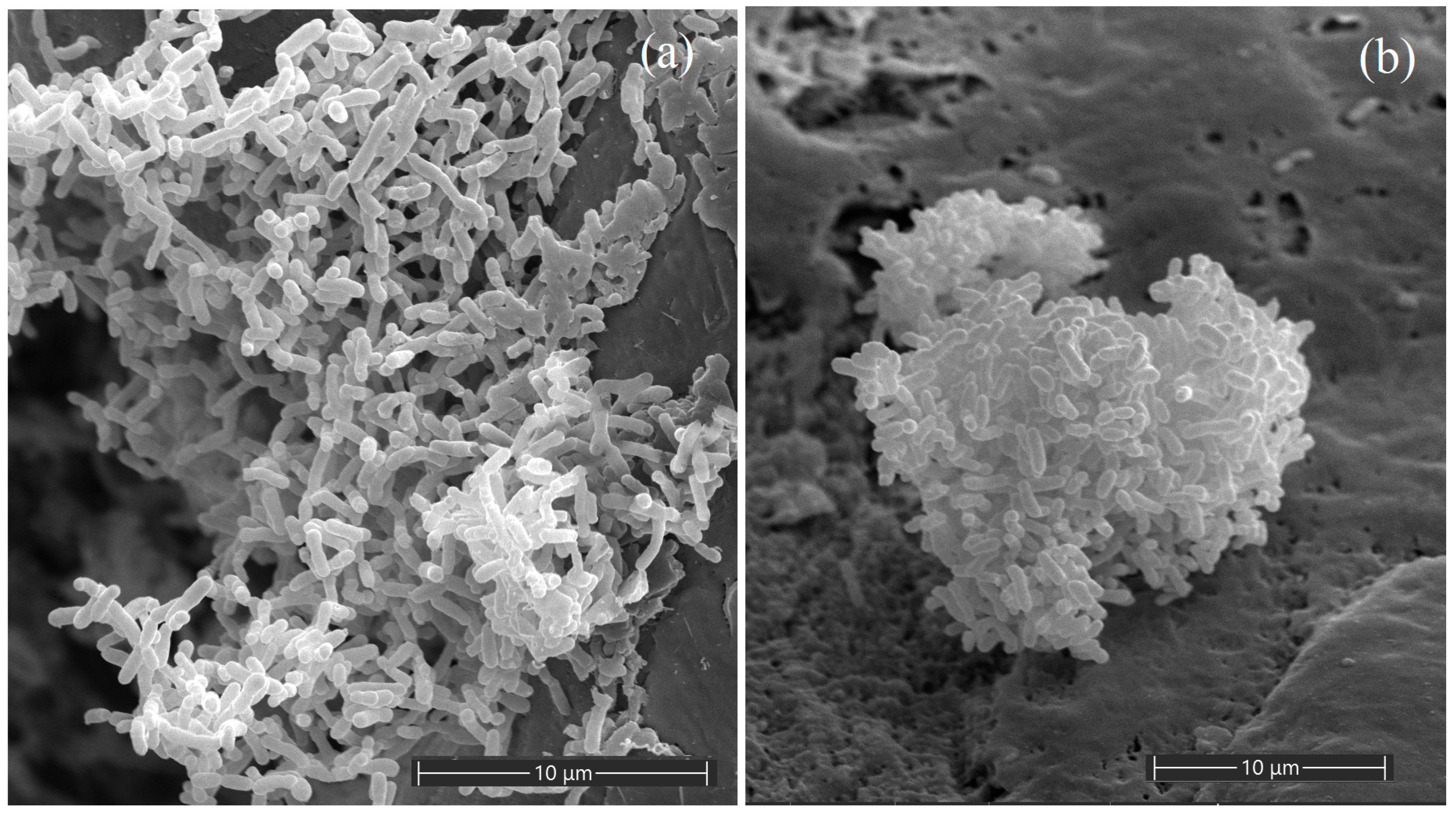 Microorganisms 11 02314 g001