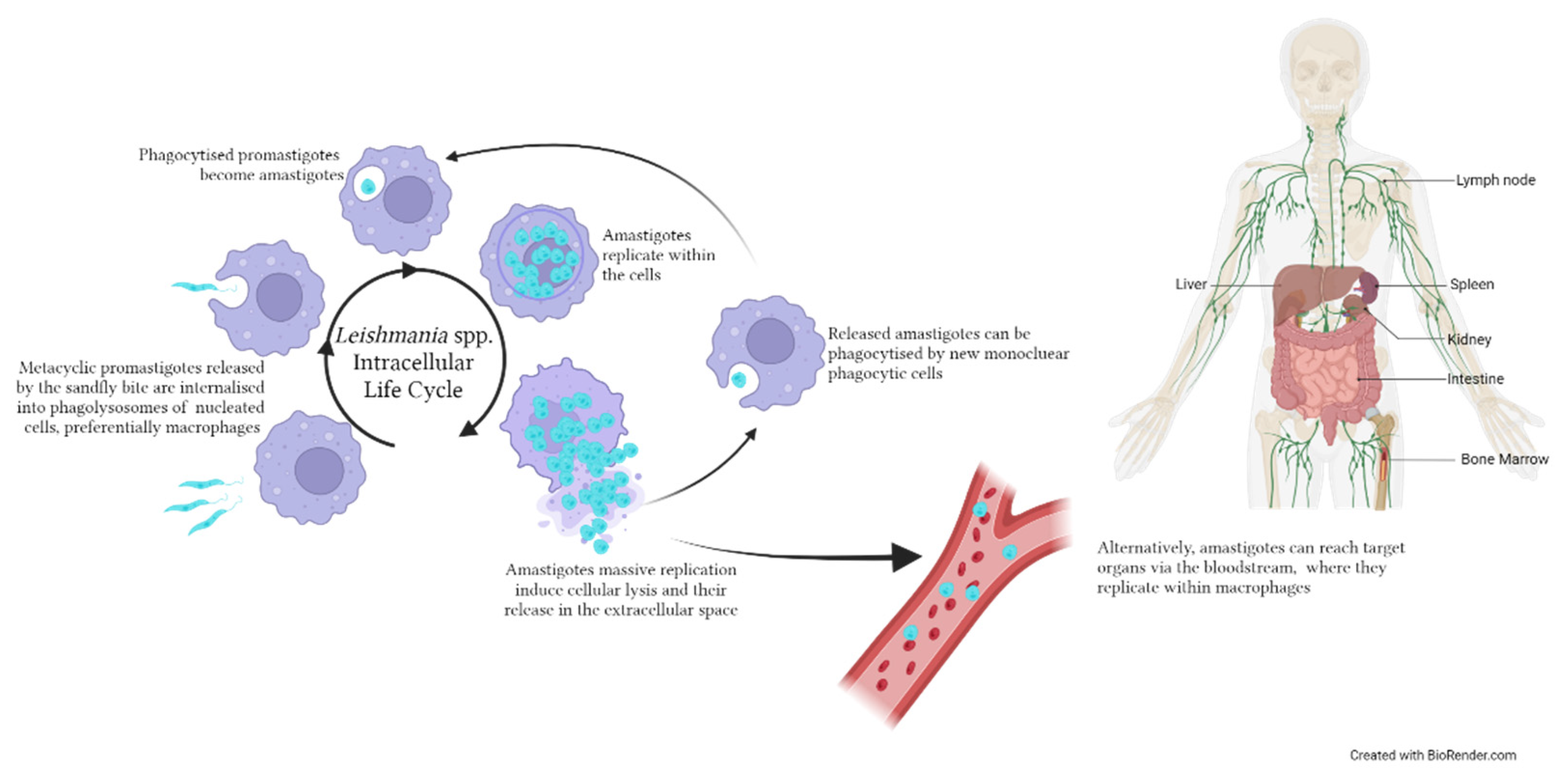 Microorganisms 11 02318 g002