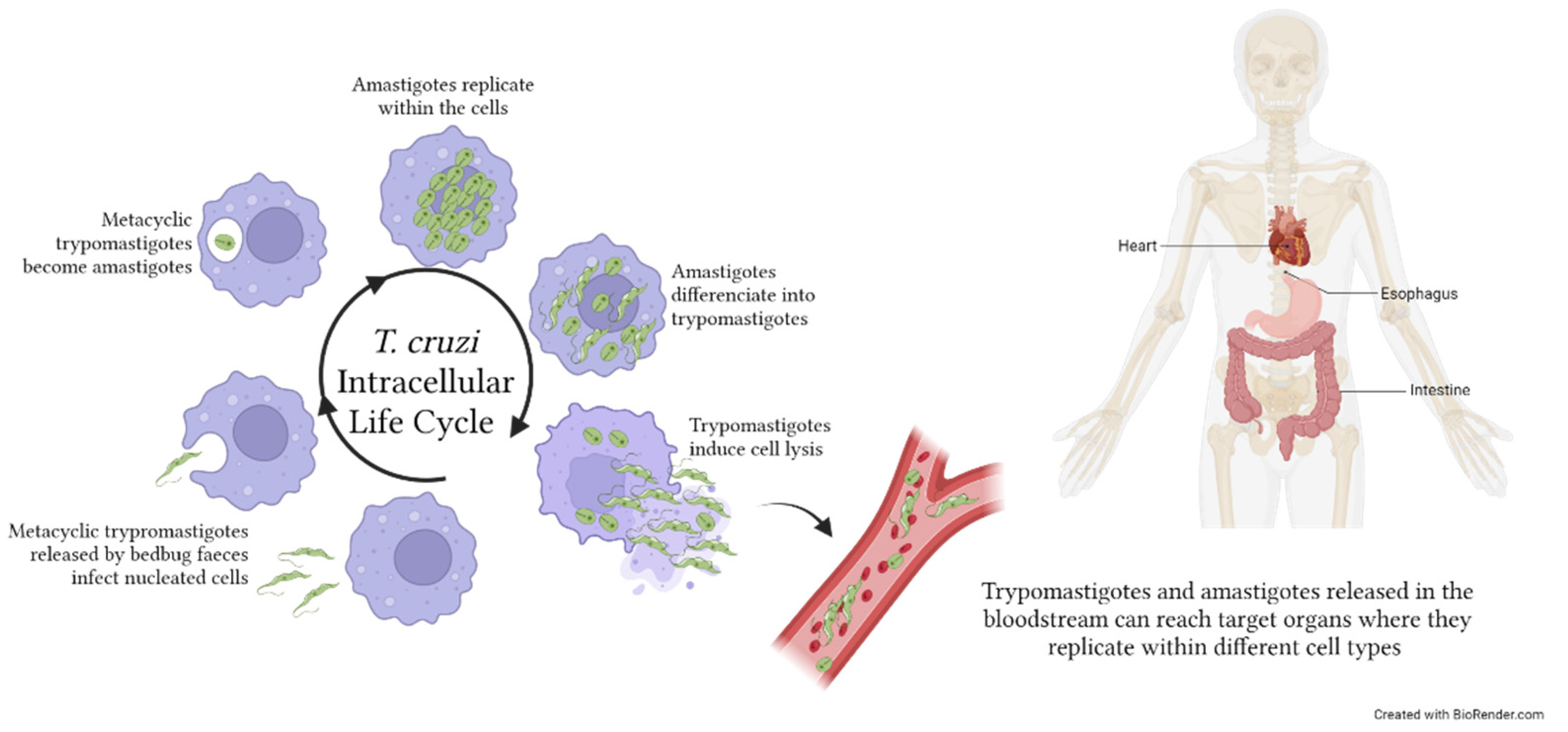 Microorganisms 11 02318 g003
