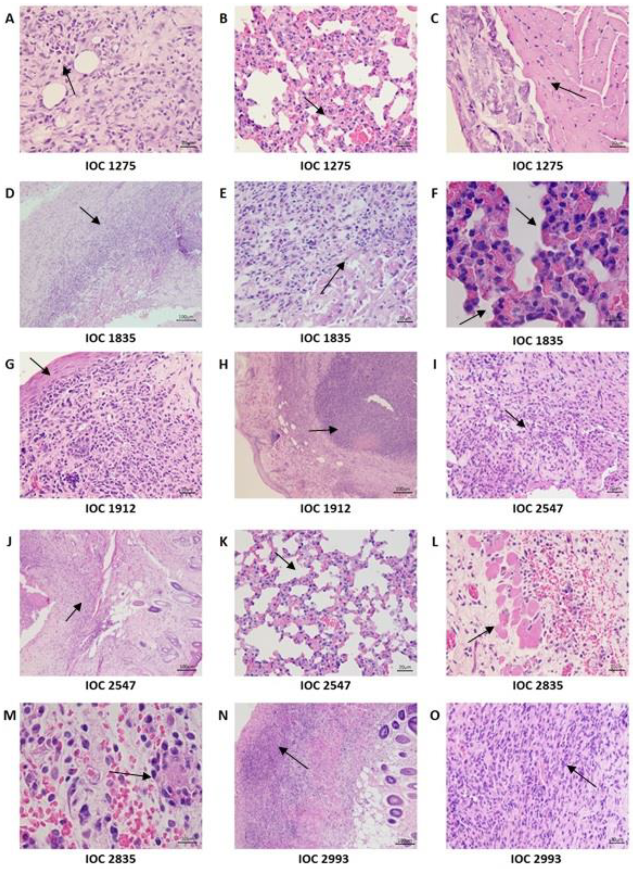 Microorganisms 11 02335 g006 Microorganisms 11 02335 g006