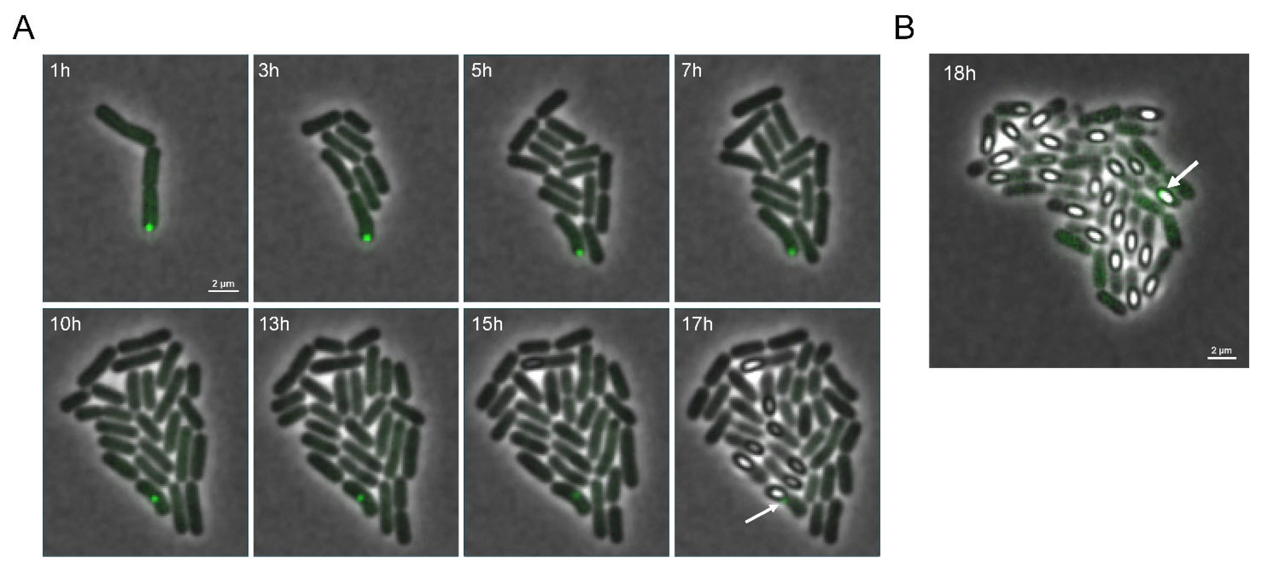 Microorganisms 11 02365 g002
