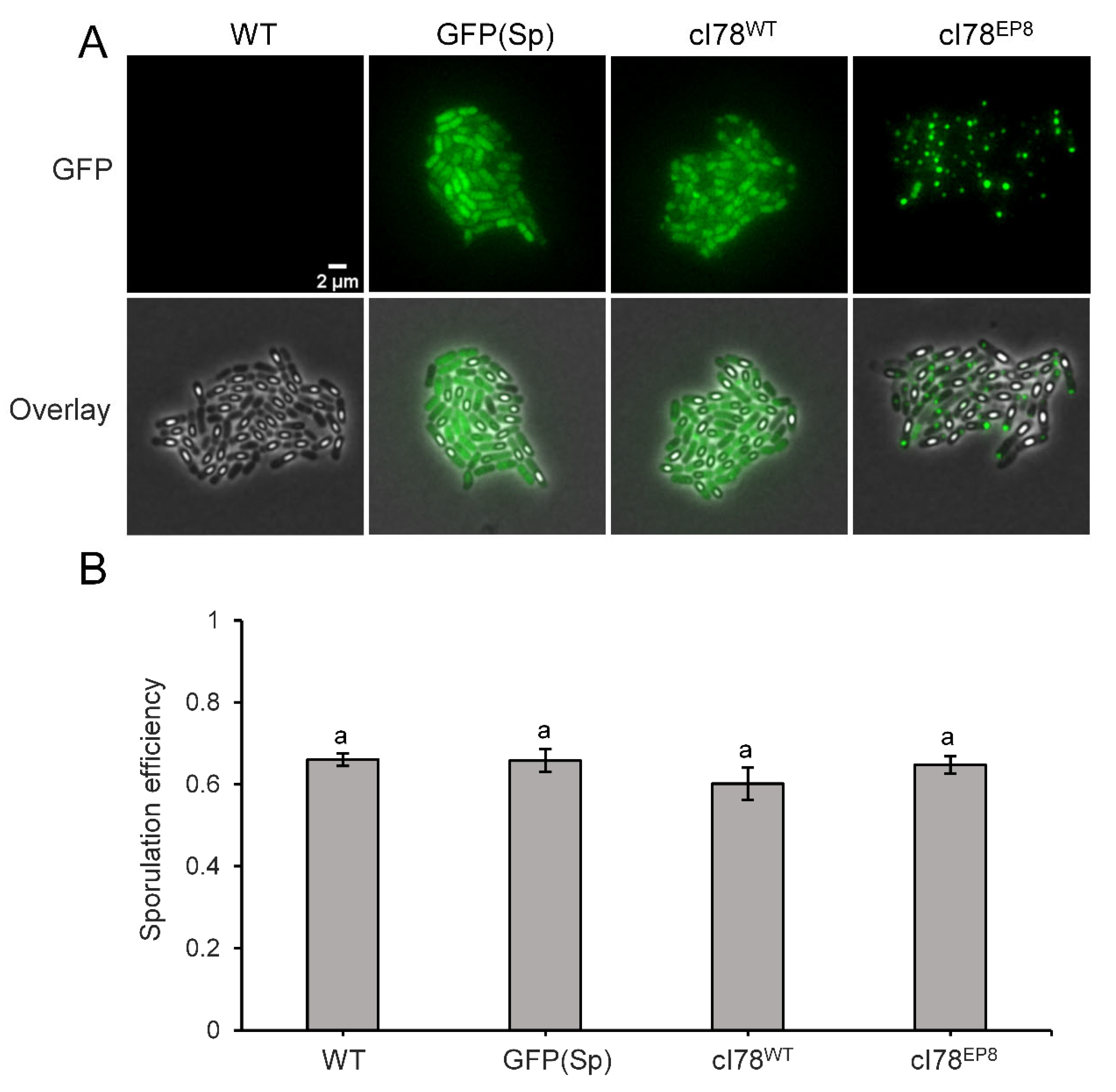 Microorganisms 11 02365 g003