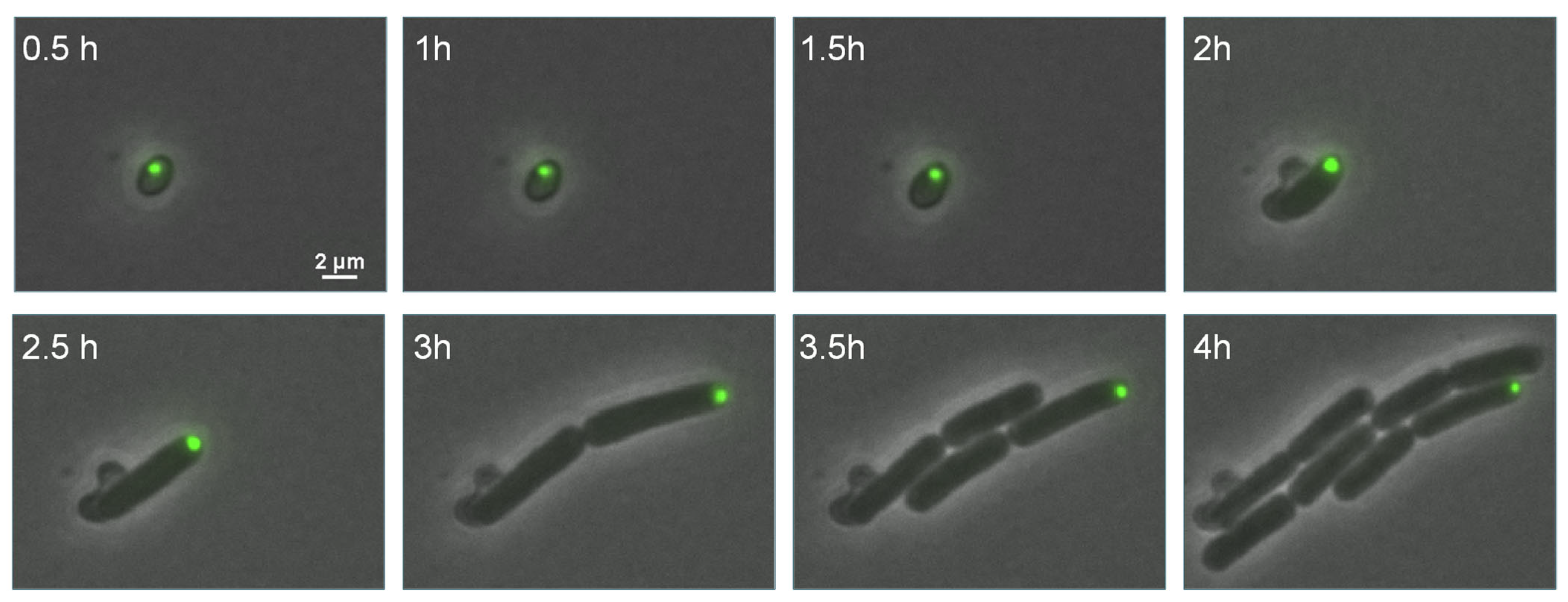 Microorganisms 11 02365 g005