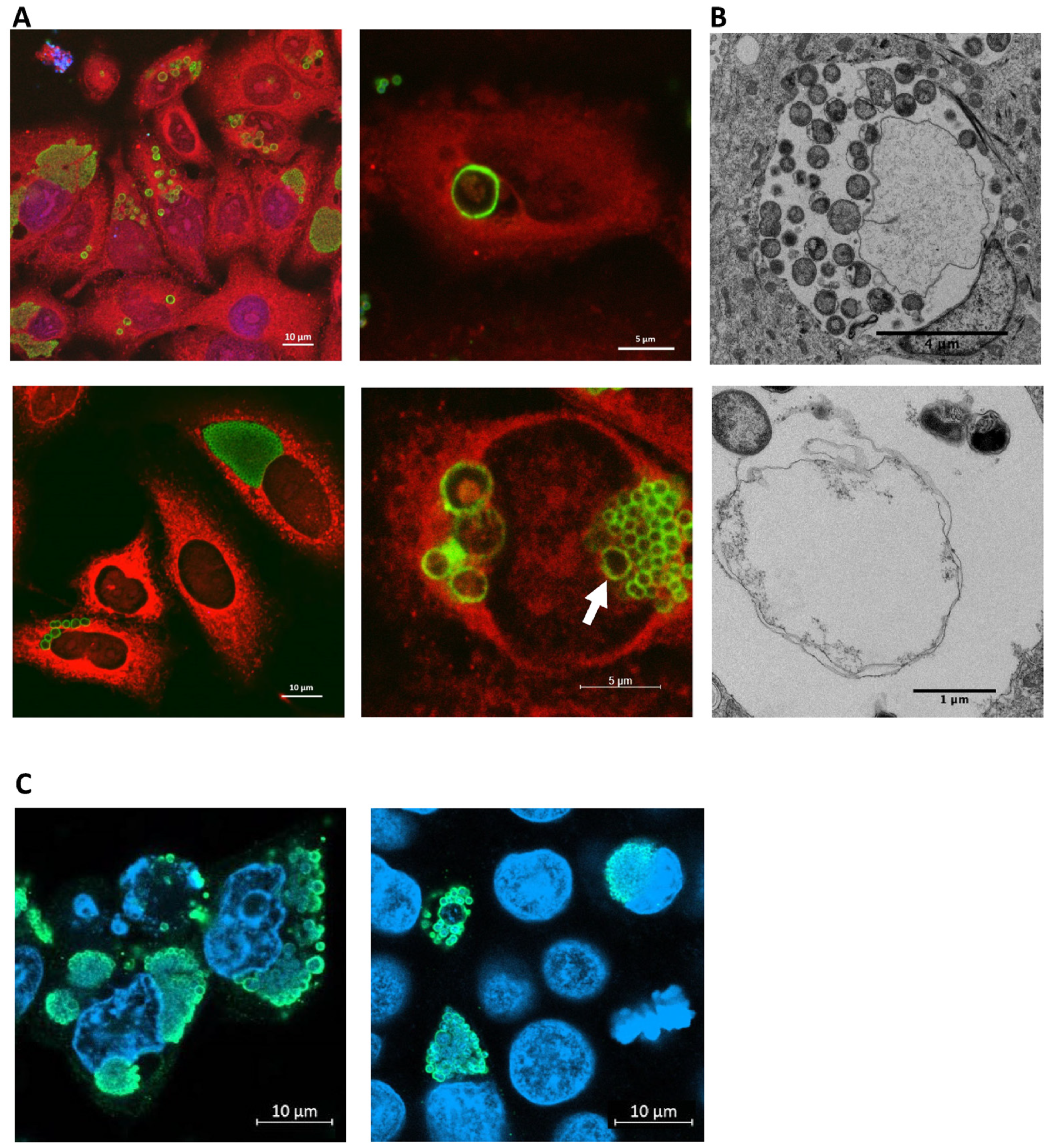 Microorganisms 11 02368 g003