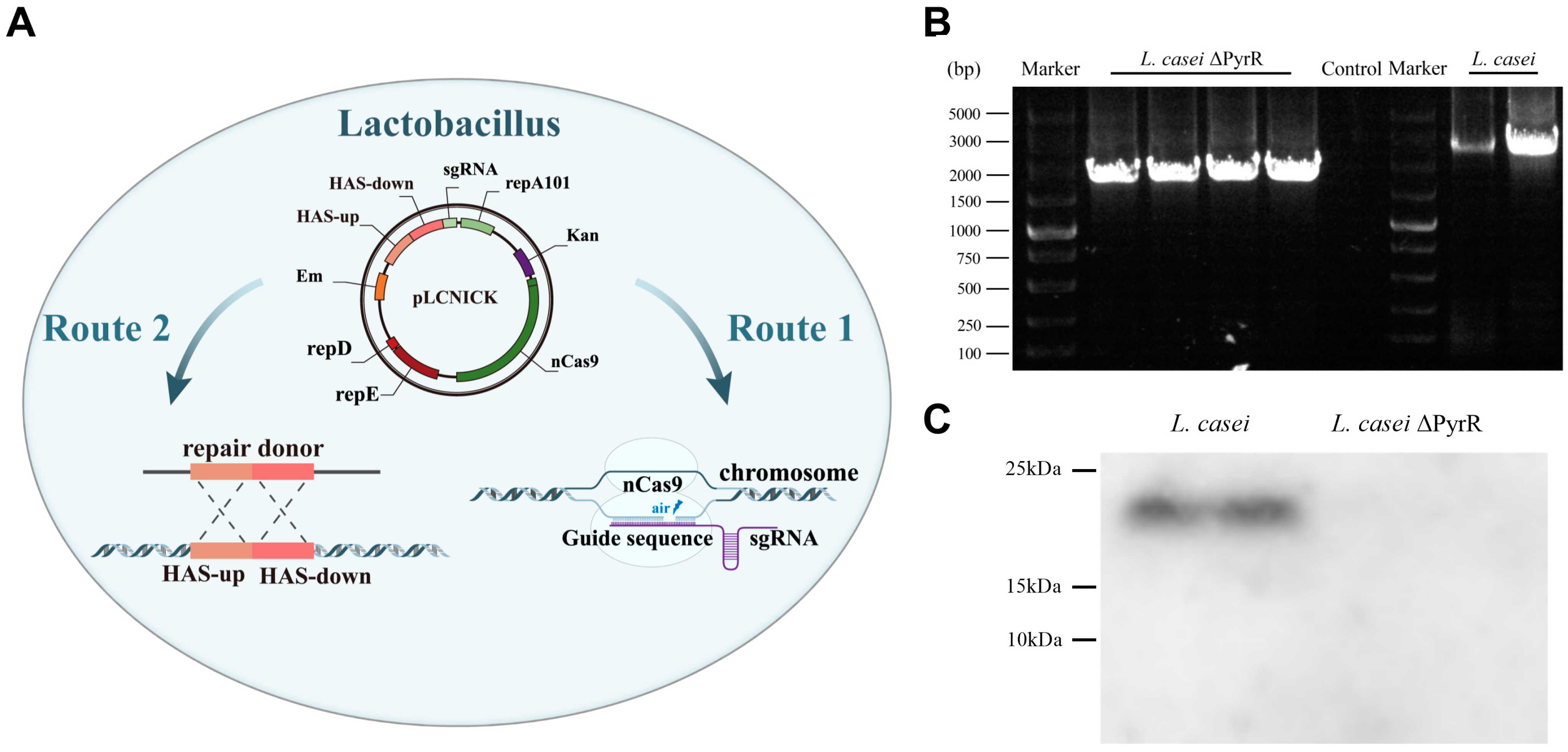 Microorganisms 11 02371 g001