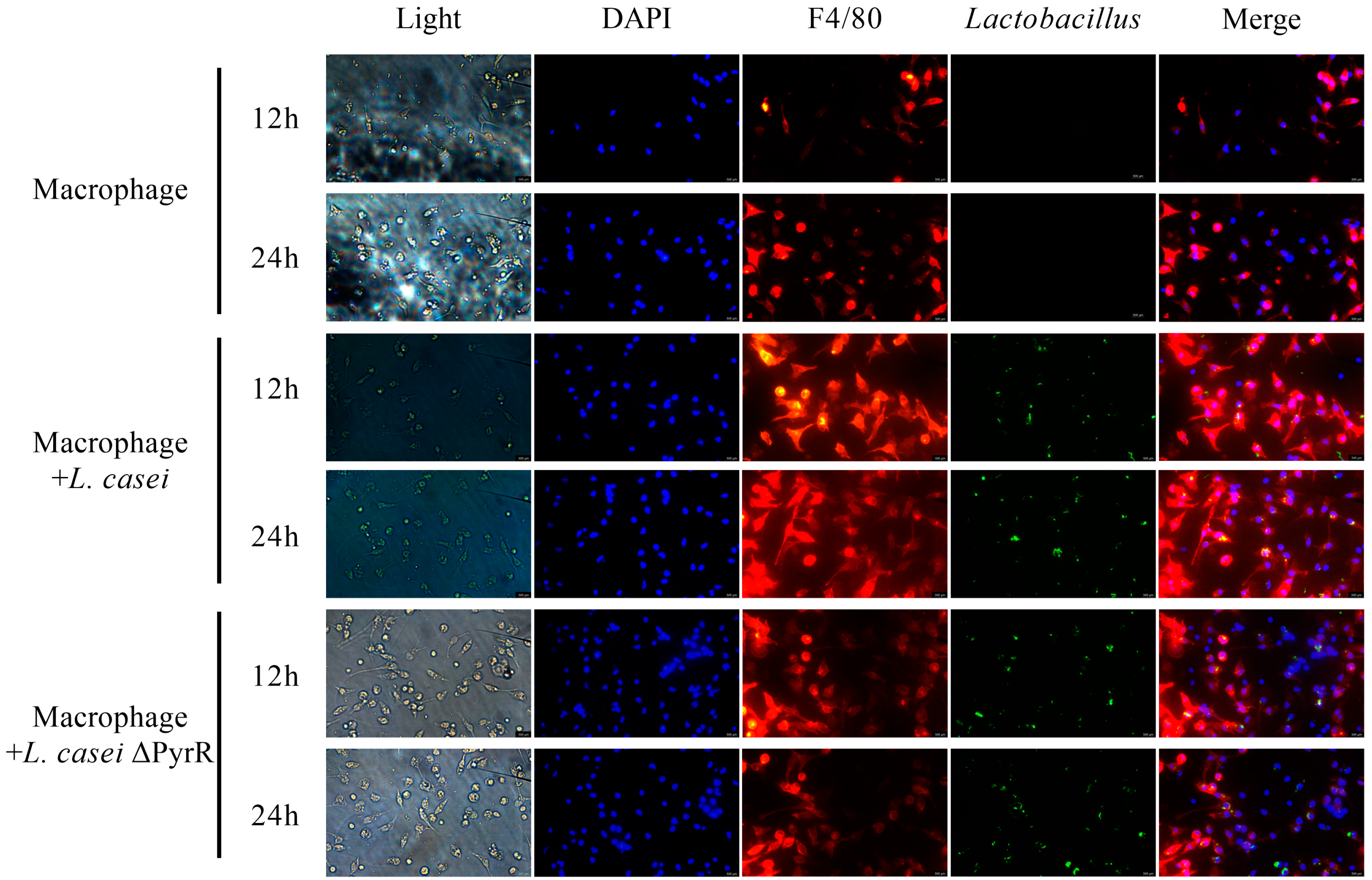 Microorganisms 11 02371 g006