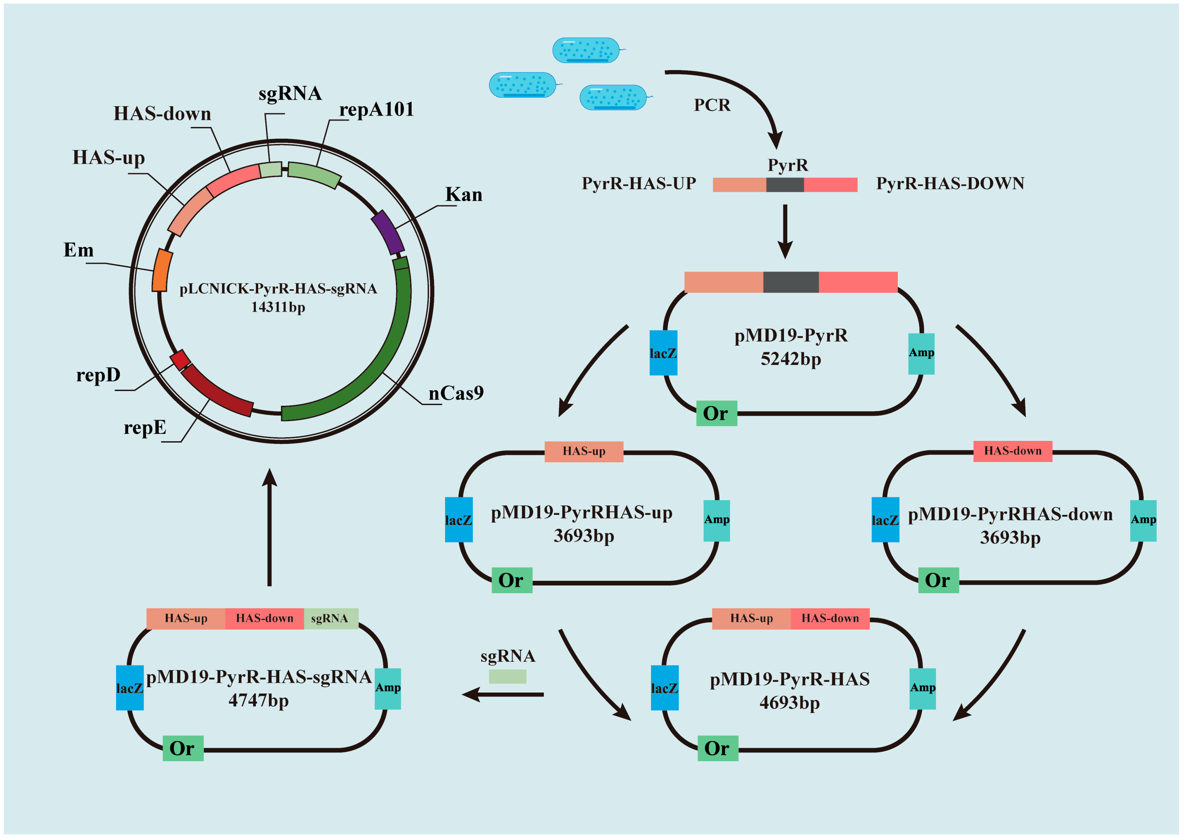 Microorganisms 11 02371 g007