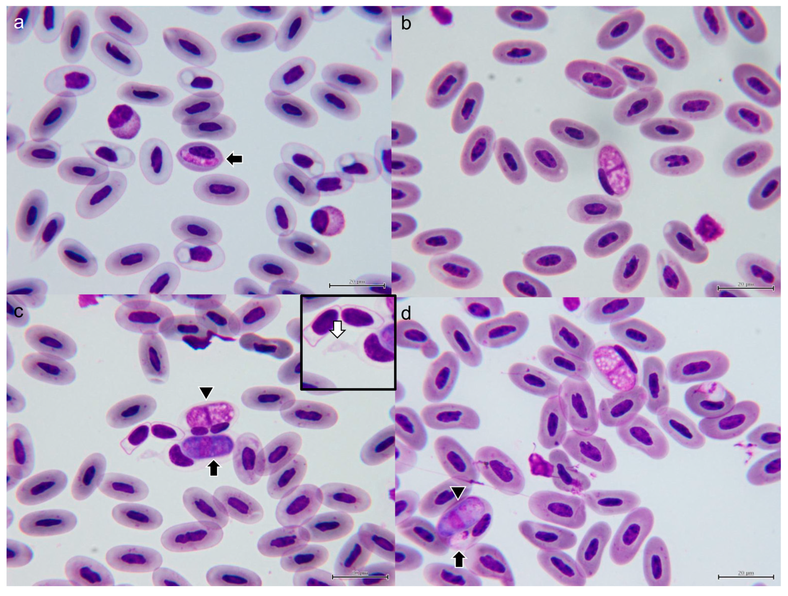 Microorganisms 11 02374 g003 Microorganisms 11 02374 g003