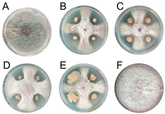 Isolation and Identification of Biocontrol Bacteria against ...