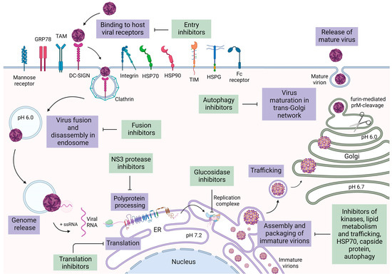 Vector-Transmitted Flaviviruses: An Antiviral Molecules Overview