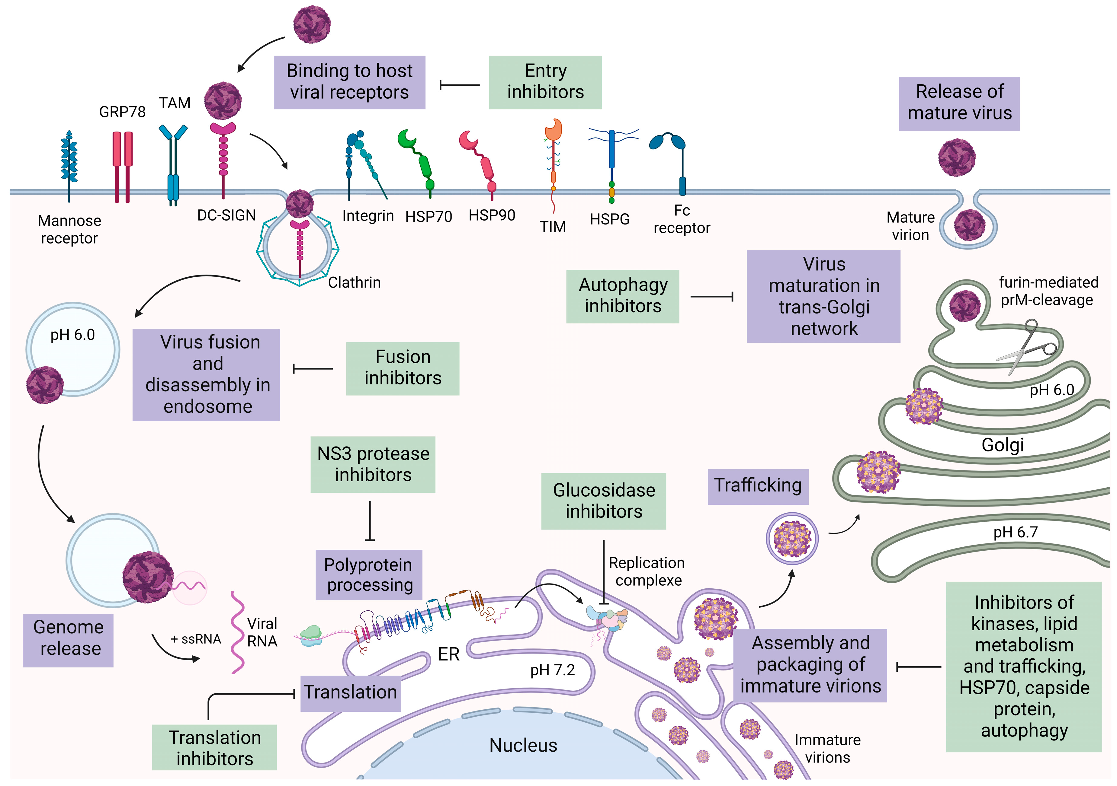 Microorganisms 11 02427 g002