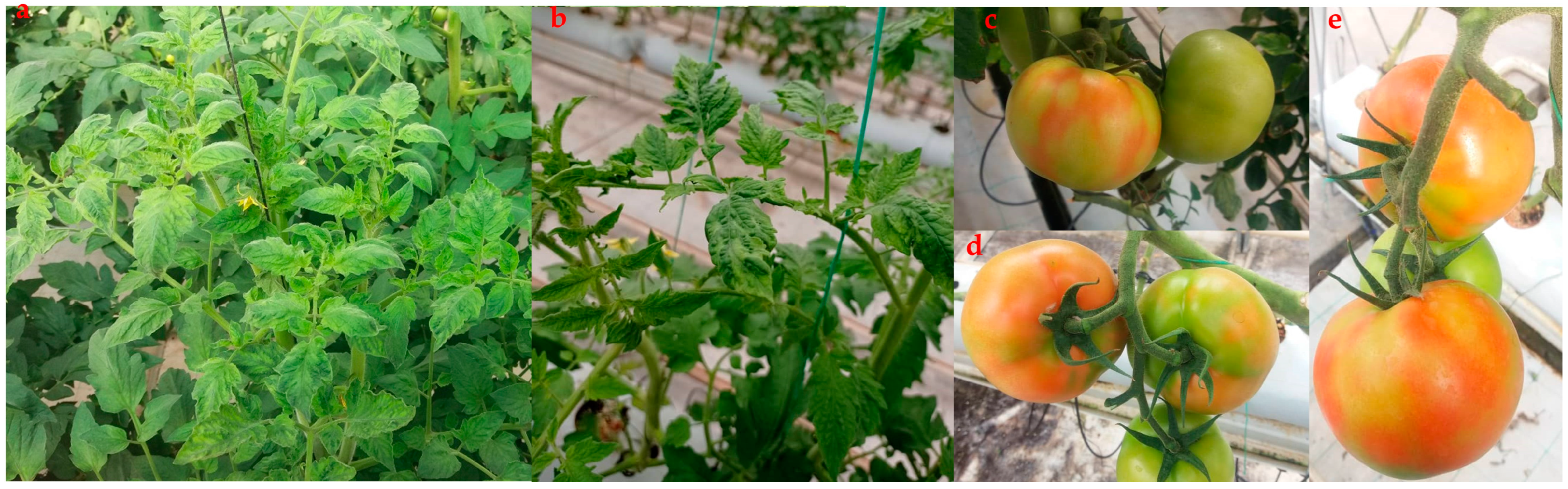 Microorganisms 11 02434 g001