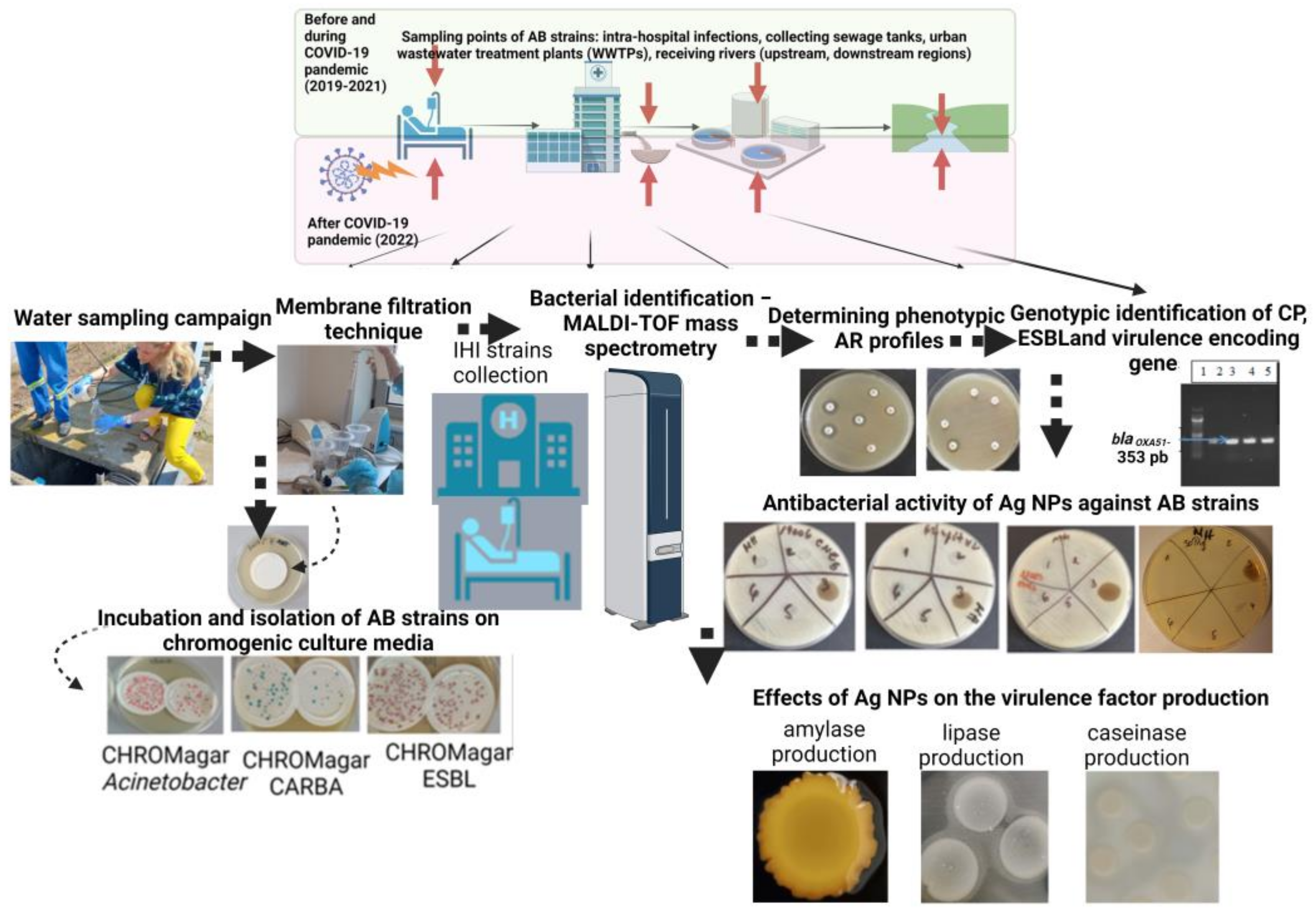 Microorganisms 11 02439 g002