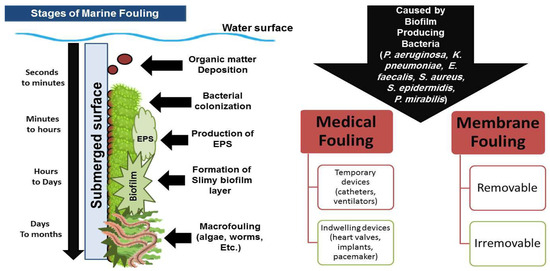 New Insights on Biological Activities, Chemical Compositions