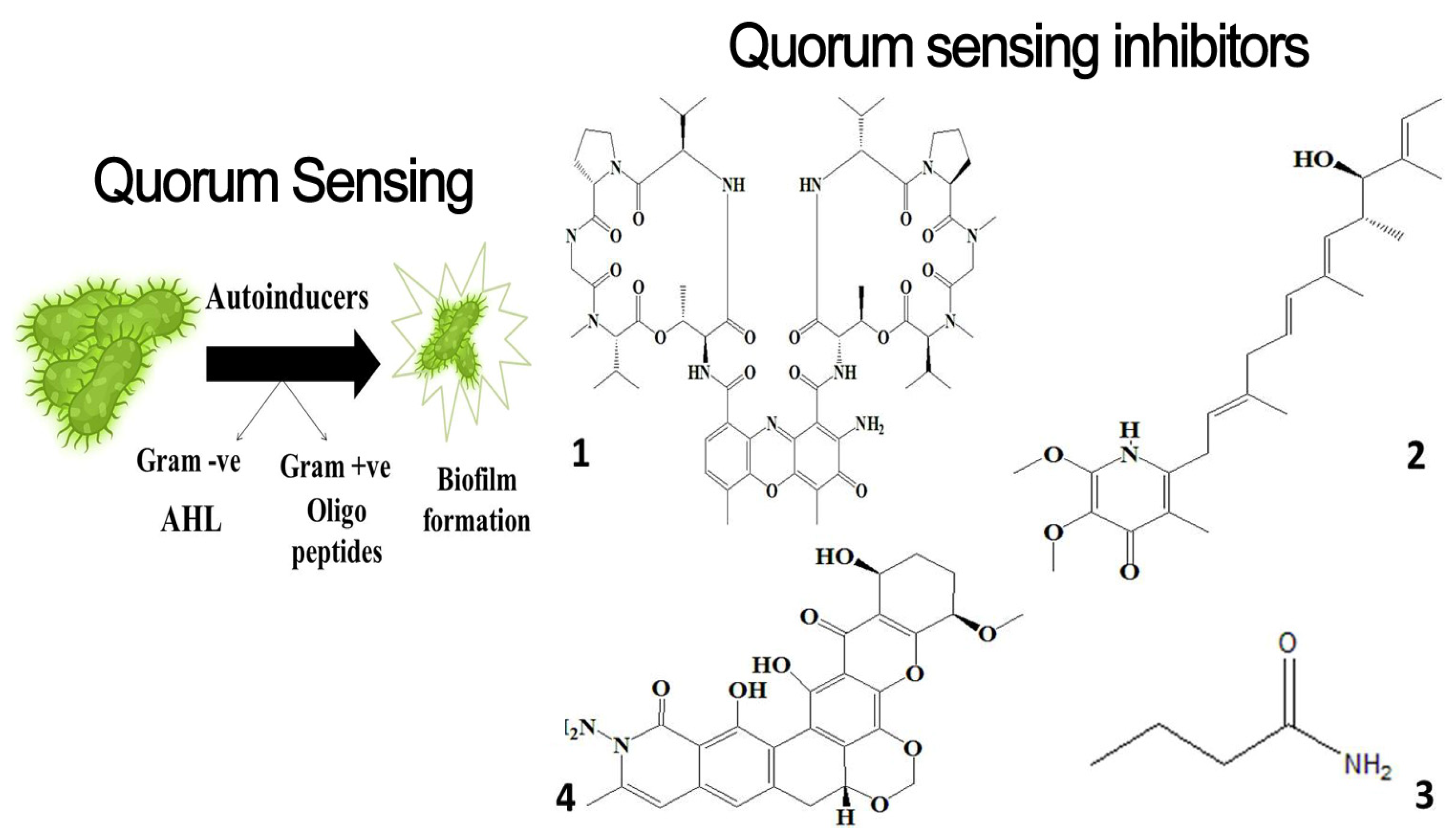 New Insights on Biological Activities, Chemical Compositions