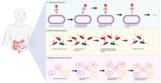 Piggyback-the-Winner in host-associated microbial communities