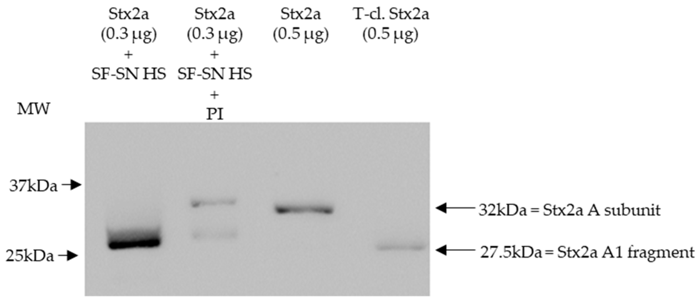 Microorganisms 11 02487 g001