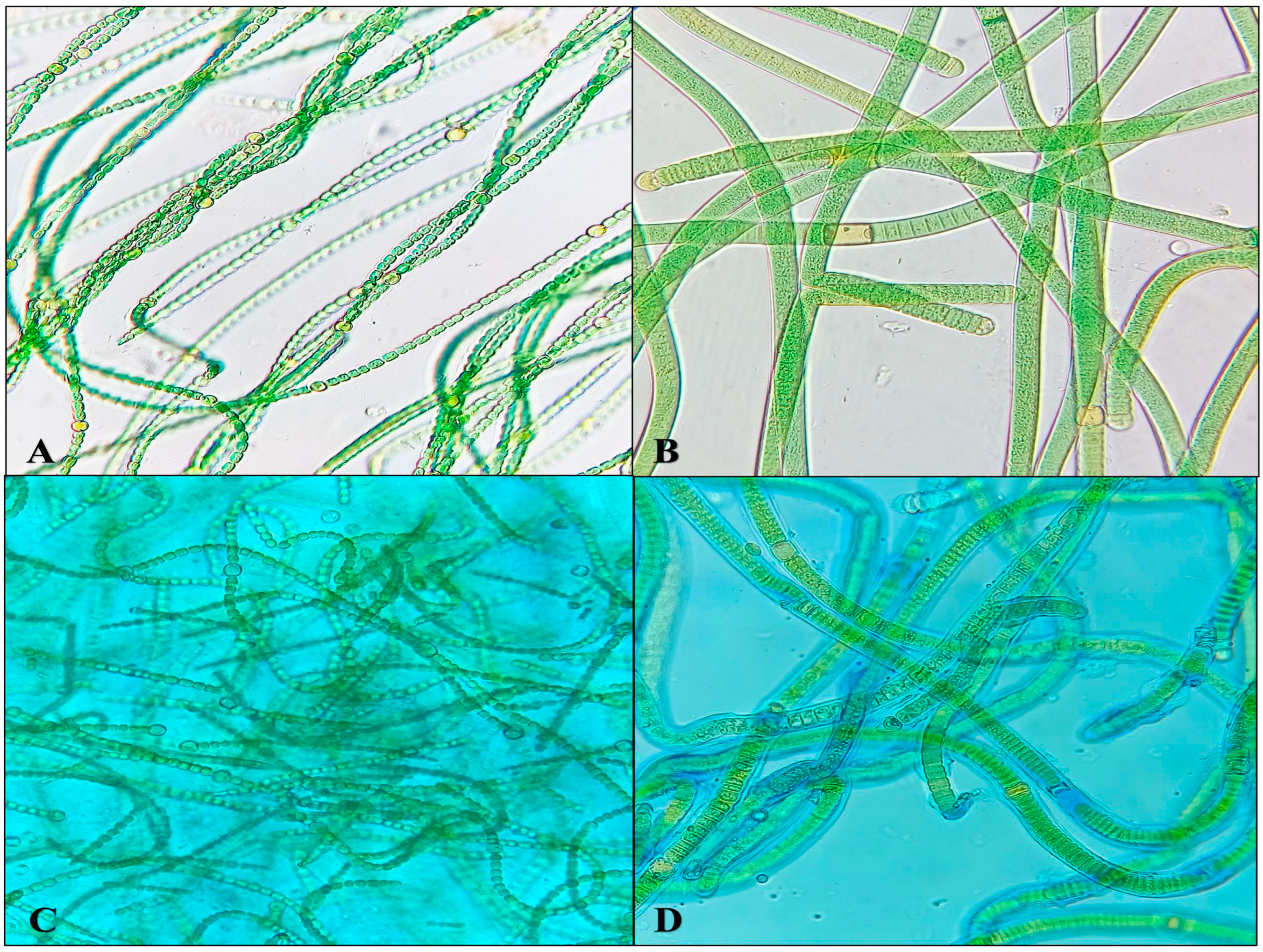 Microorganisms 11 02507 g003 Microorganisms 11 02507 g003