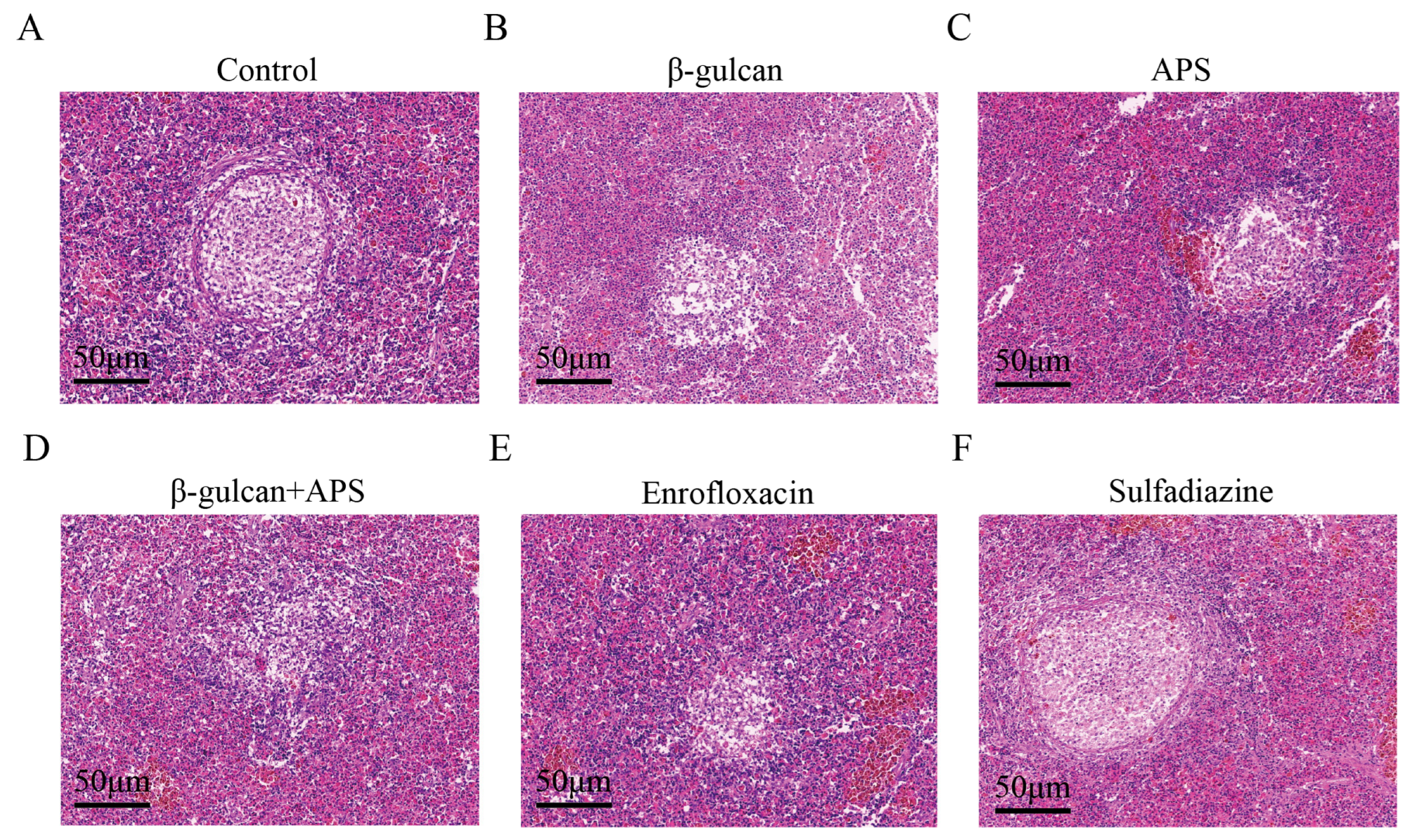 Microorganisms 11 02529 g004