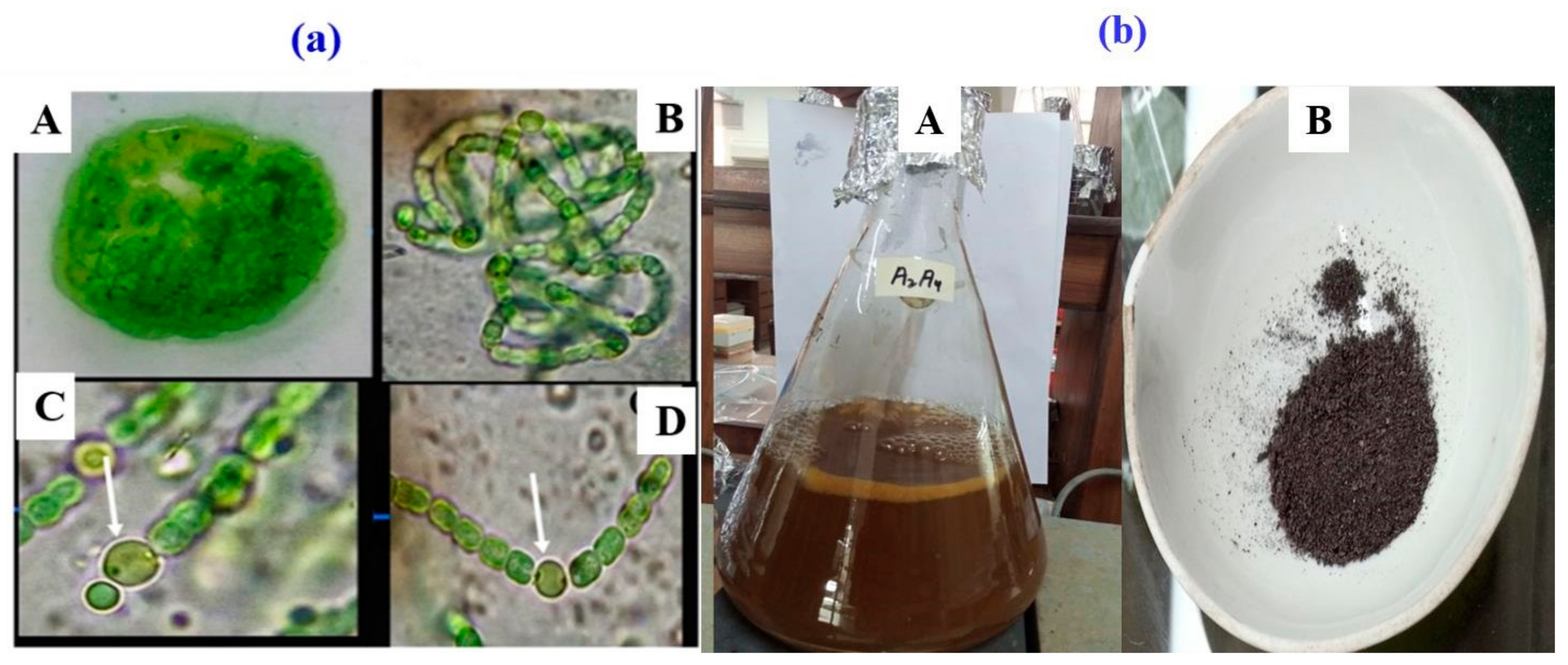 Microorganisms 11 02544 g003