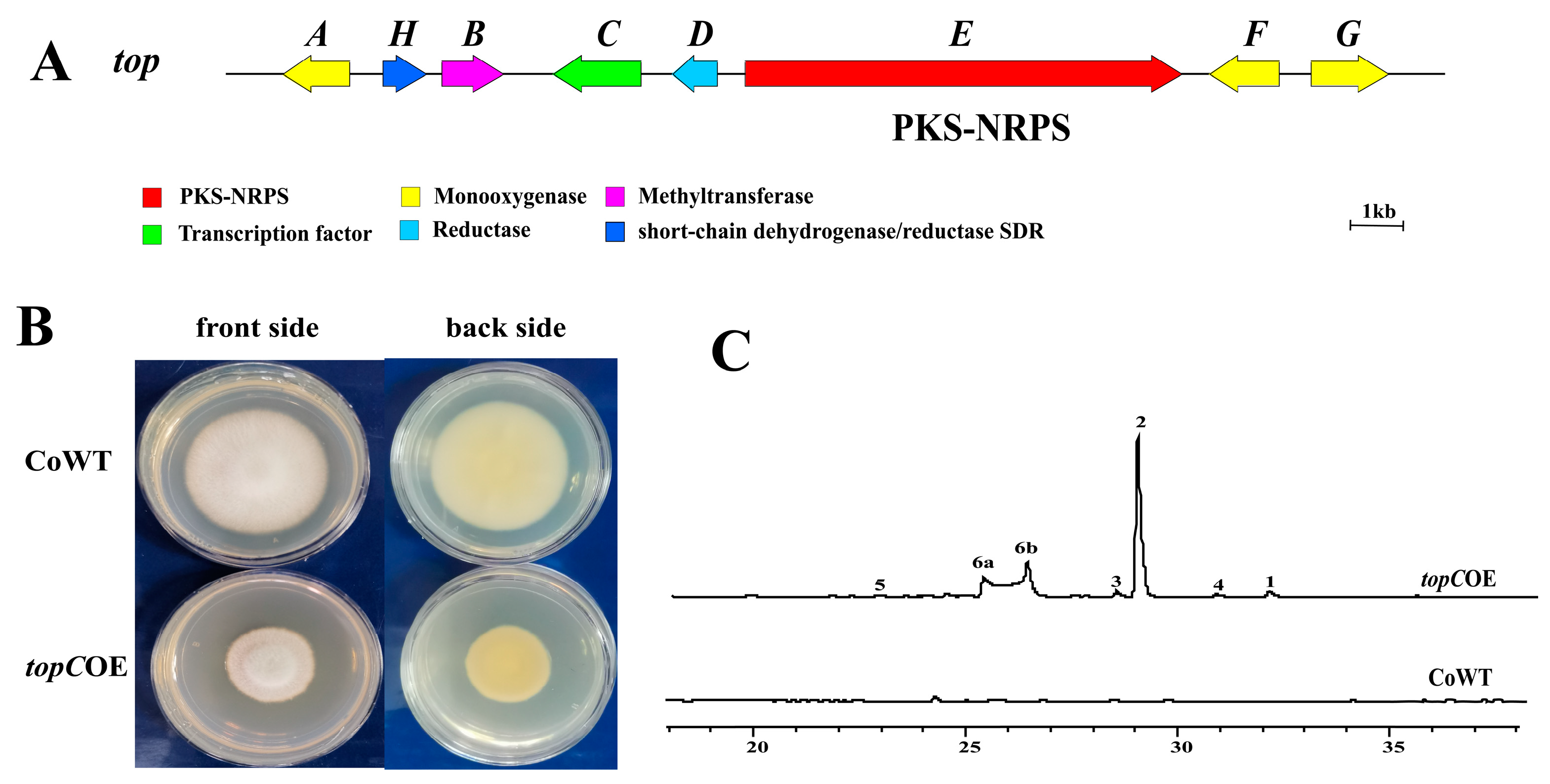 Microorganisms 11 02578 g002