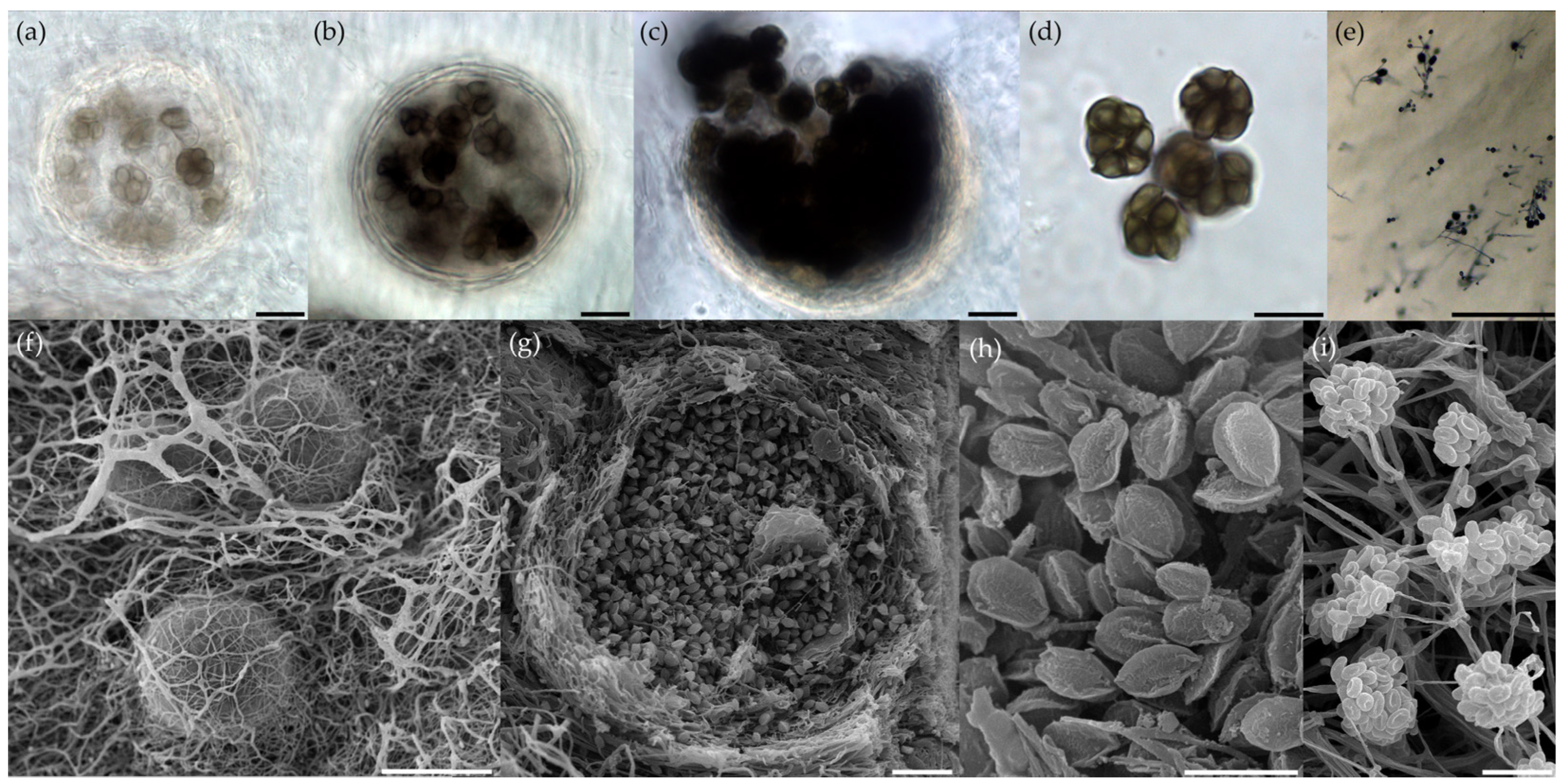 Microorganisms 11 02587 g004