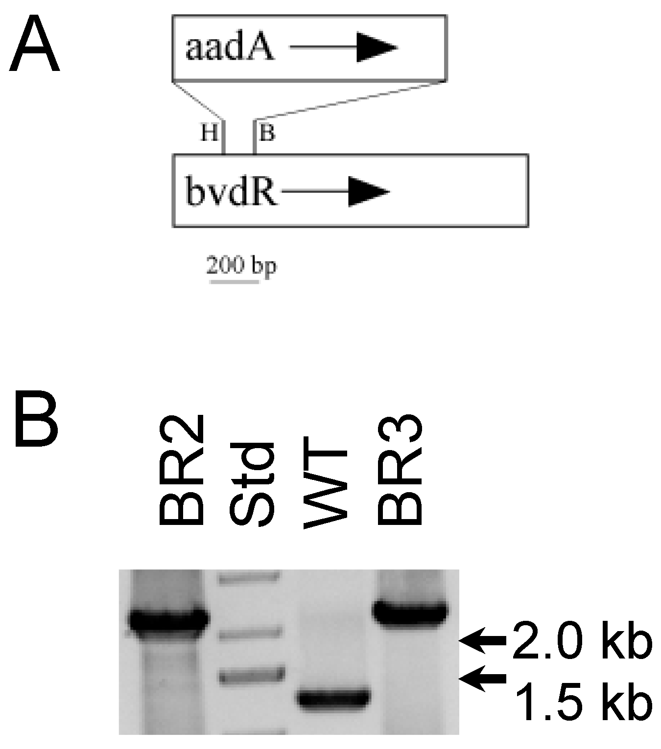 Microorganisms 11 02593 g003 Microorganisms 11 02593 g003