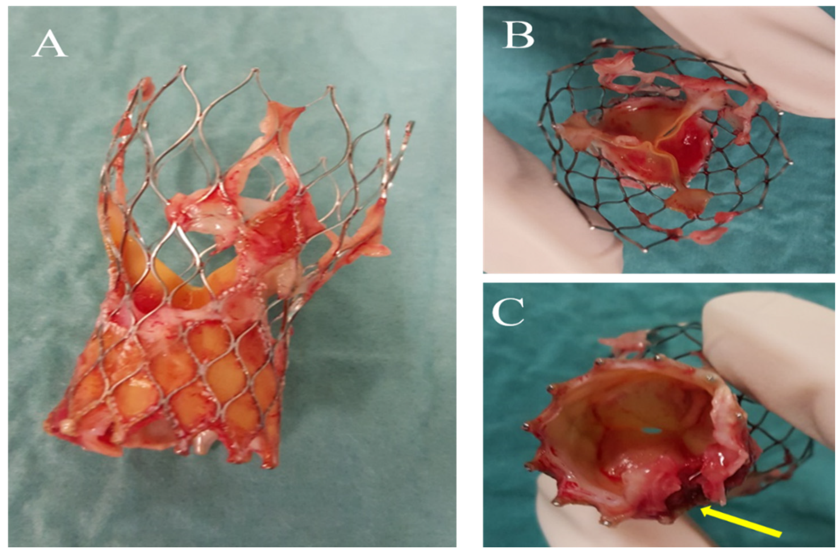 Microorganisms 11 02604 g002 Microorganisms 11 02604 g002