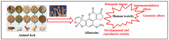 Aflatoxins Contamination in Feed Commodities: From Occurrence and ...