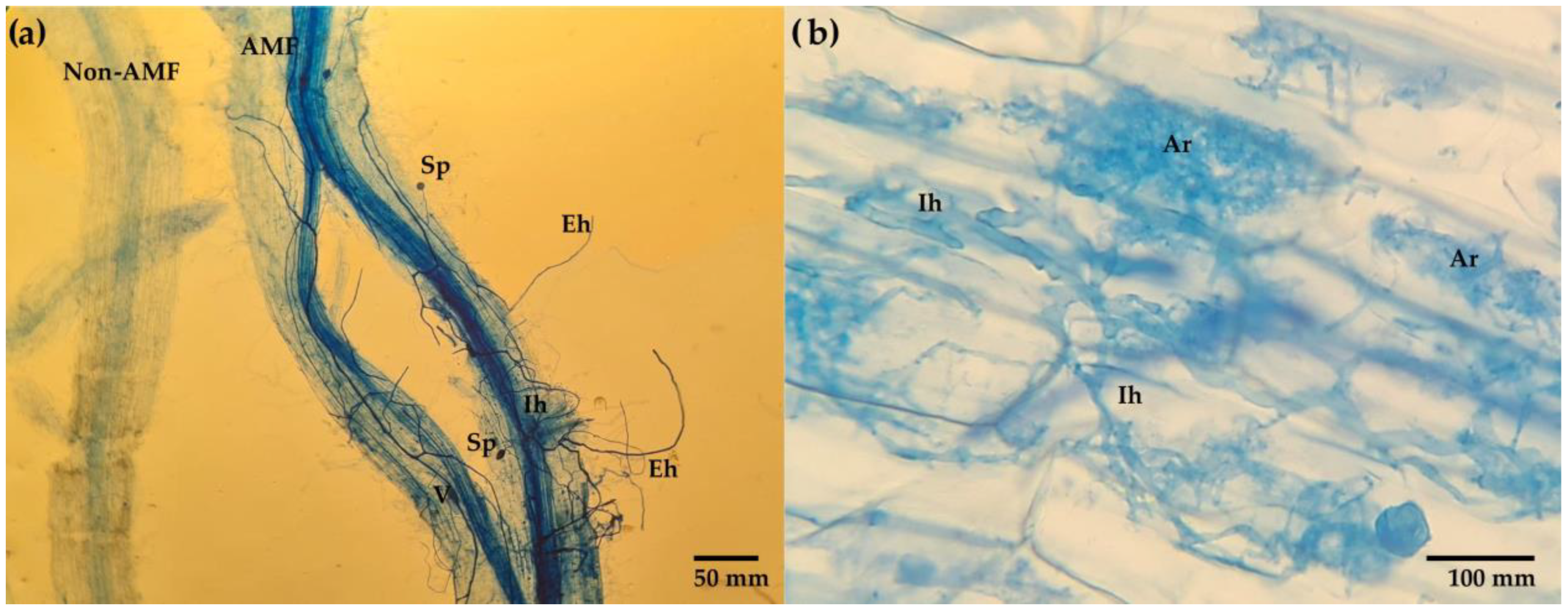 Microorganisms 11 02615 g003