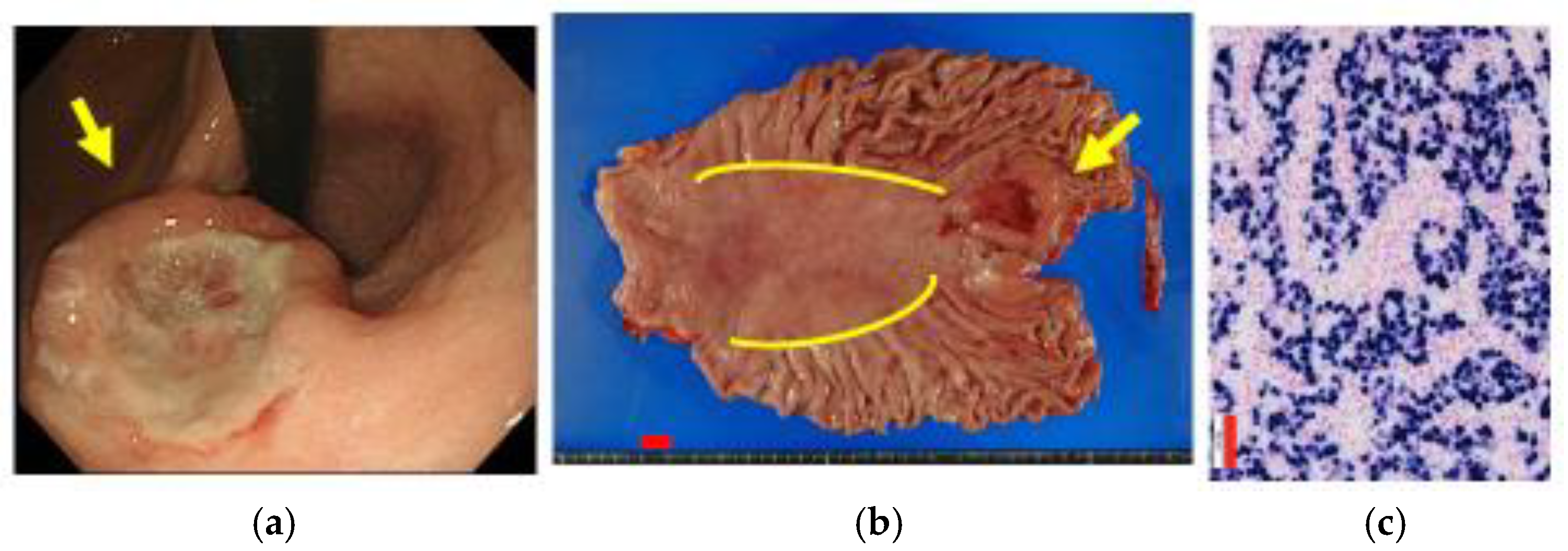 Microorganisms 11 02619 g001