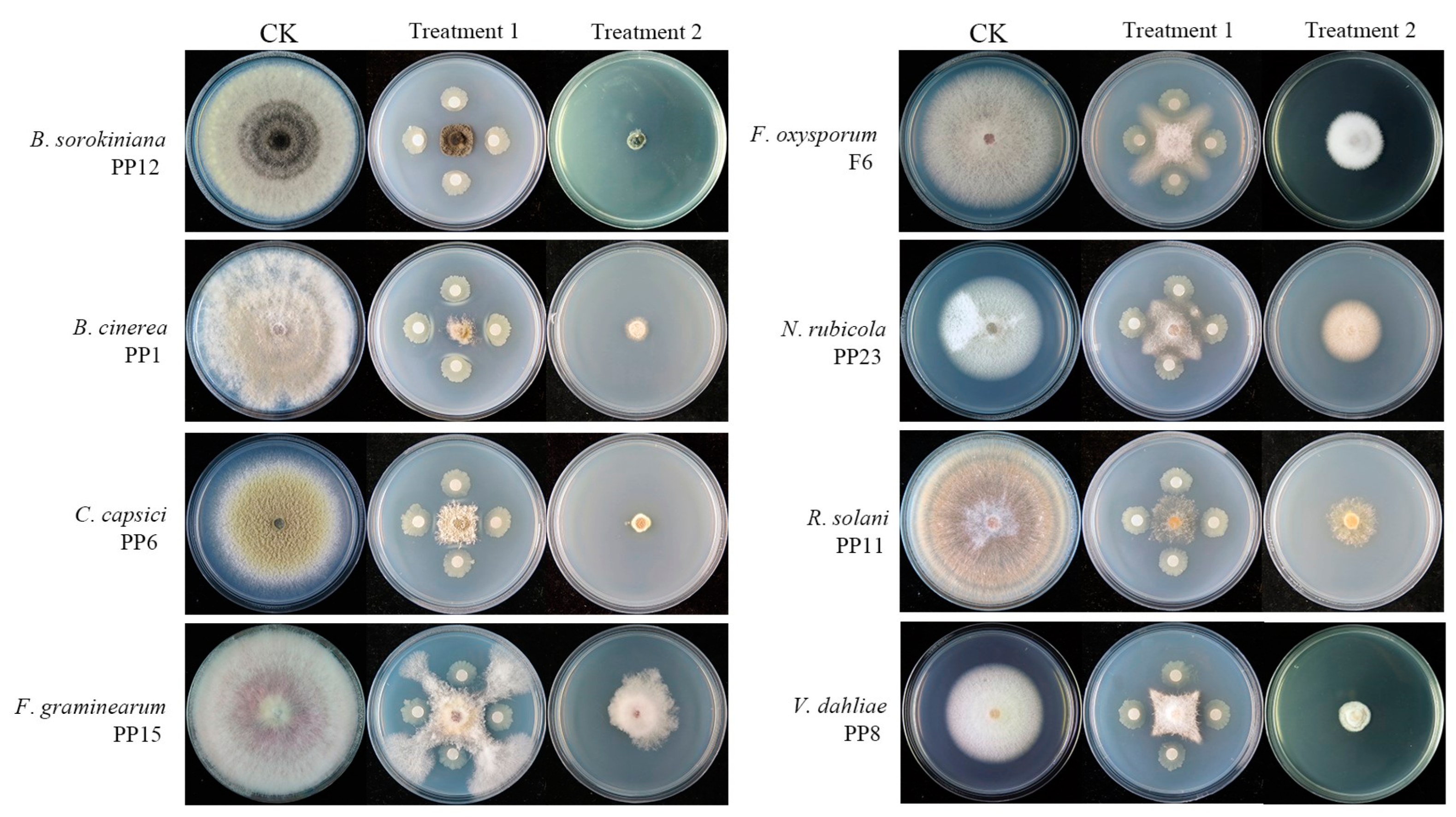Bacillus velezensis BV01 Has Broad-Spectrum Biocontrol Potential