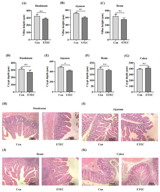 Effects of Enterotoxigenic Escherichia coli Challenge on Jejunal ...
