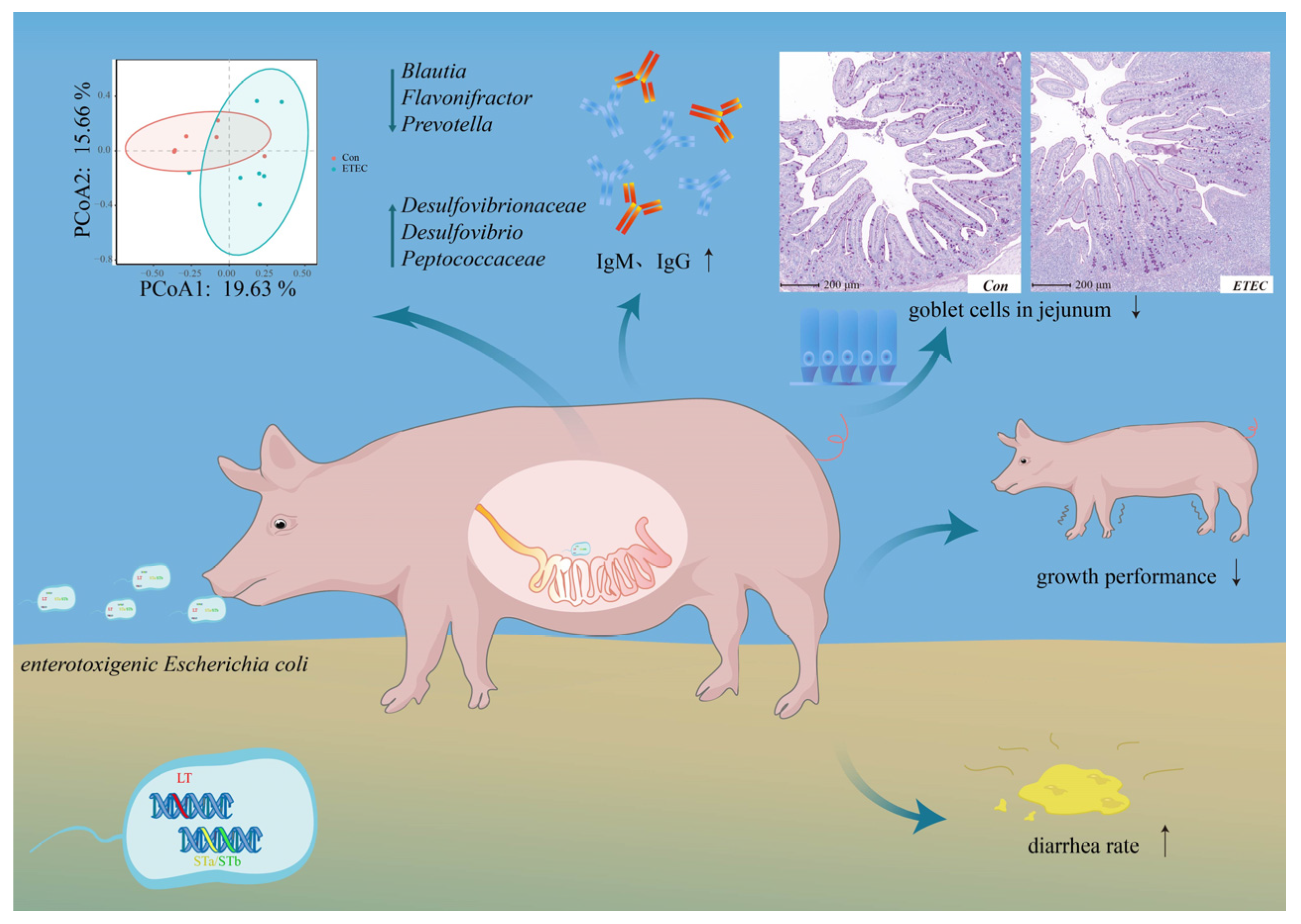 Effects of Enterotoxigenic Escherichia coli Challenge on