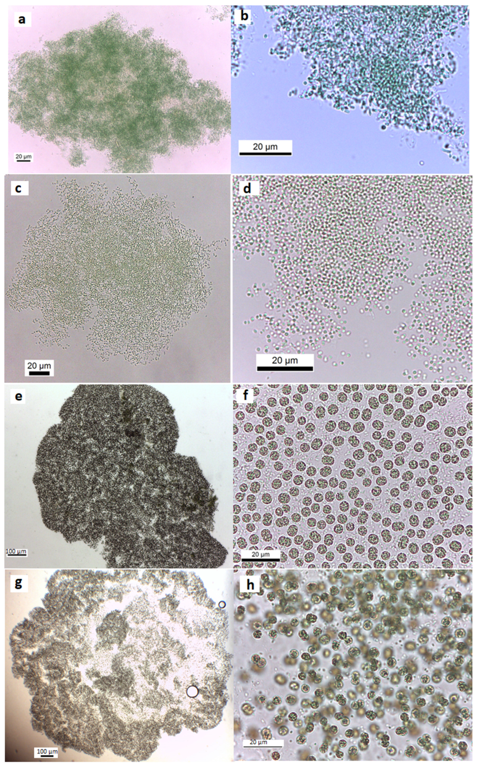 Microorganisms 11 02664 g003