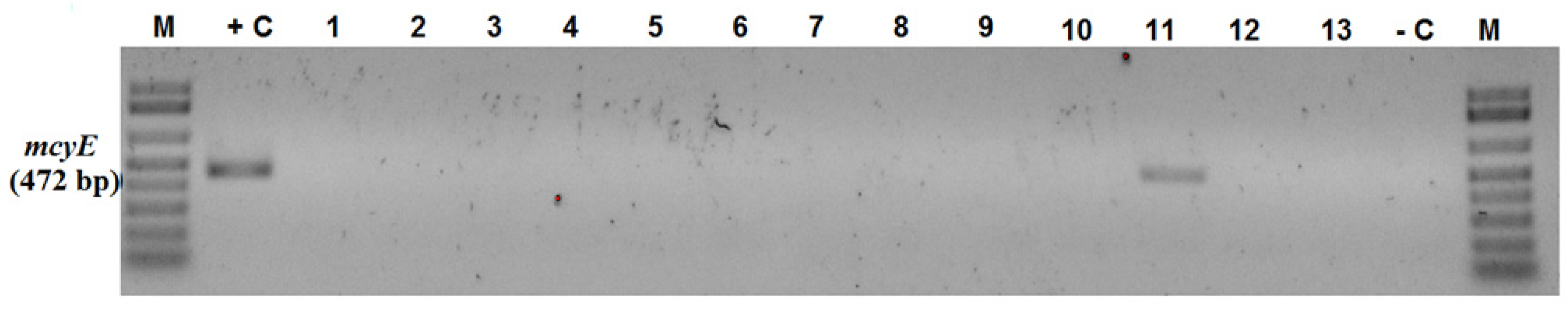 Microorganisms 11 02664 g005